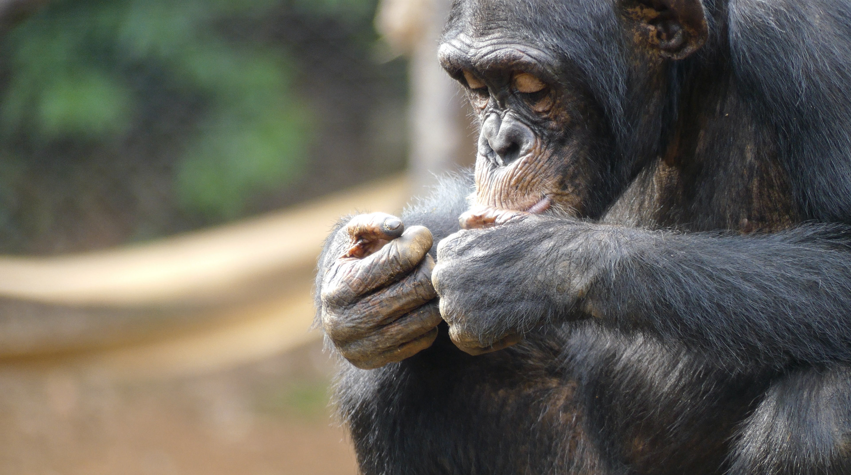A shortage of primates is hurting medical research, one group says. 