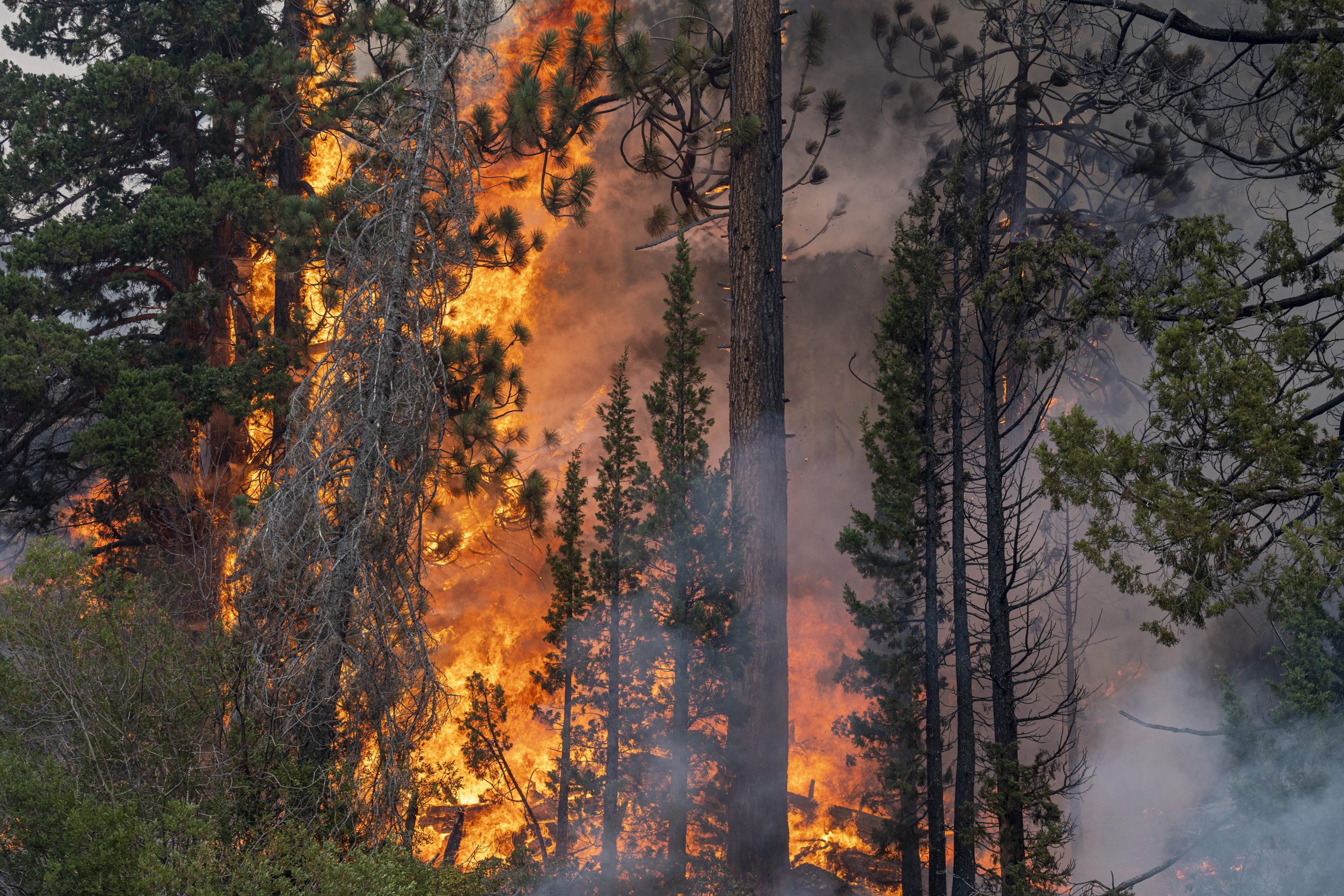 Trees on fire in a forest in California, U.S.