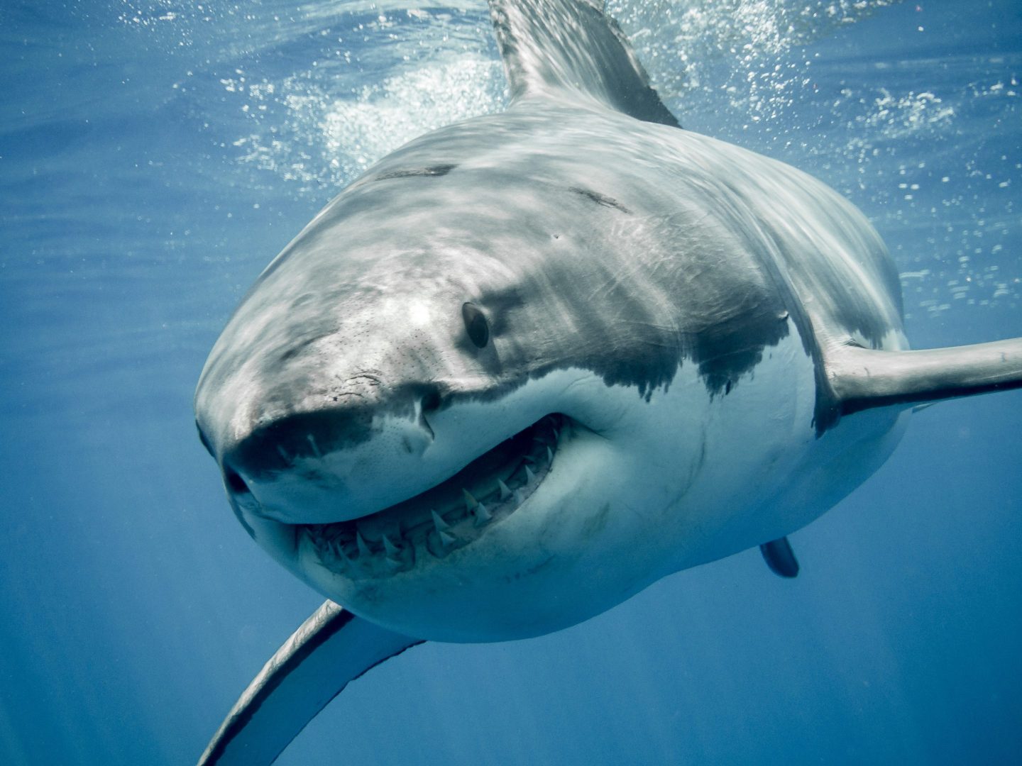 After 5 shark attacks on Long Island in just a year, New York’s governor is using drones to track any Jaws wannabes lurking nearby