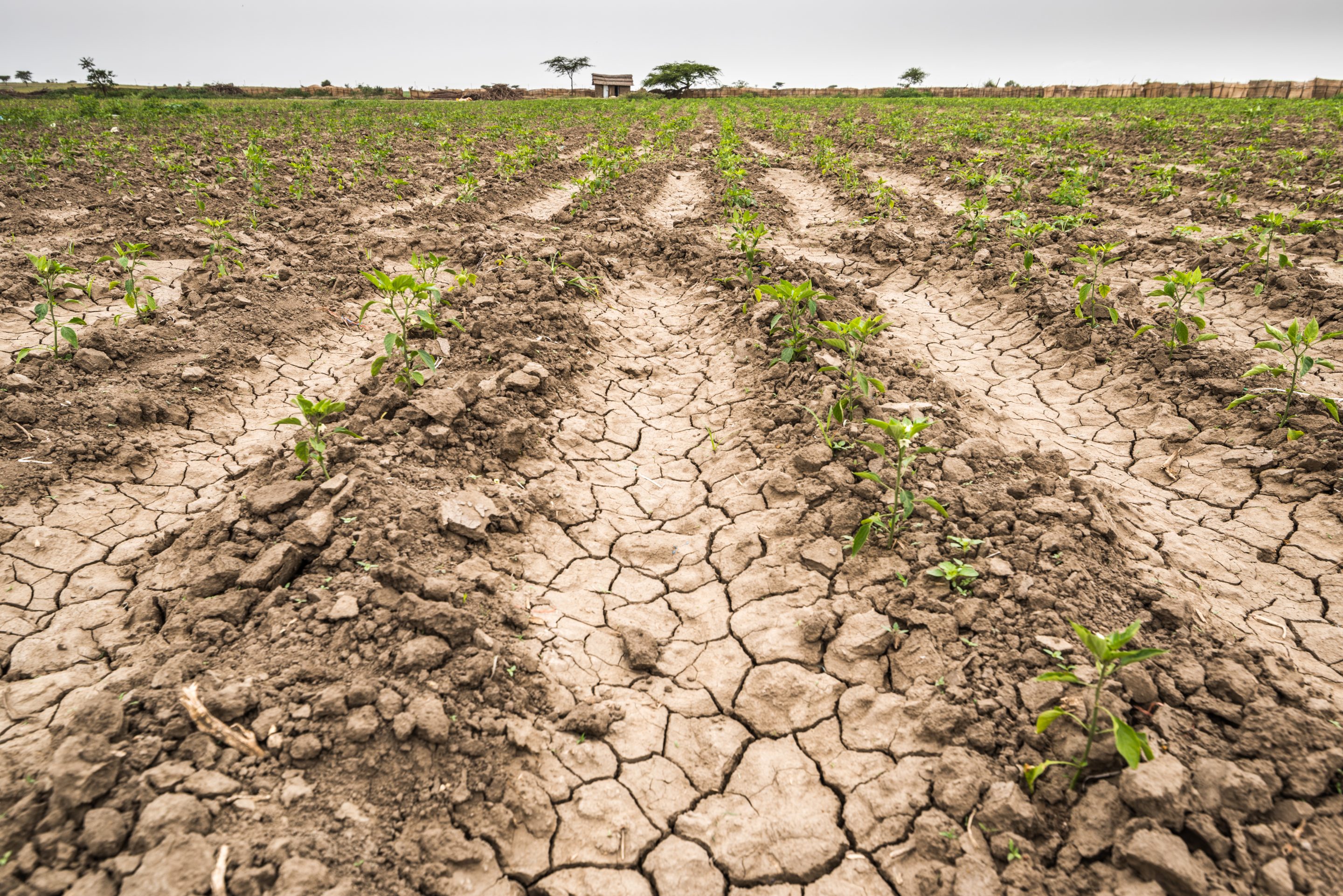 A dry, cracked field in Ethiopia.