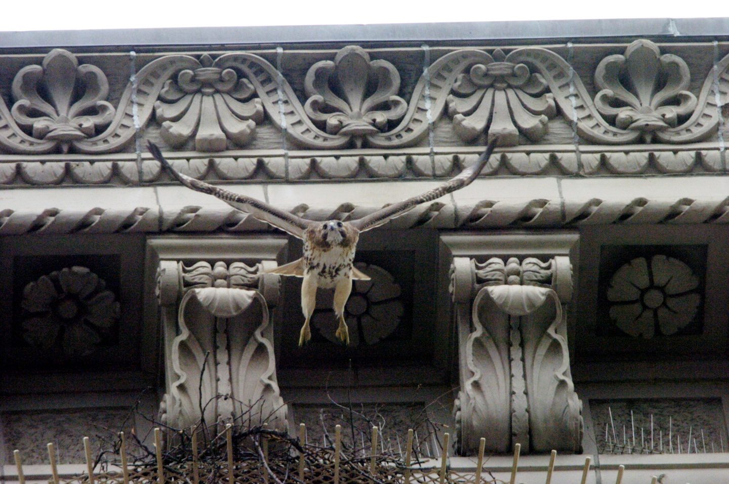 Pale Male, New York’s celebrity red-tailed hawk who starred in a documentary and nested on ritzy Fifth Avenue, dies at 33