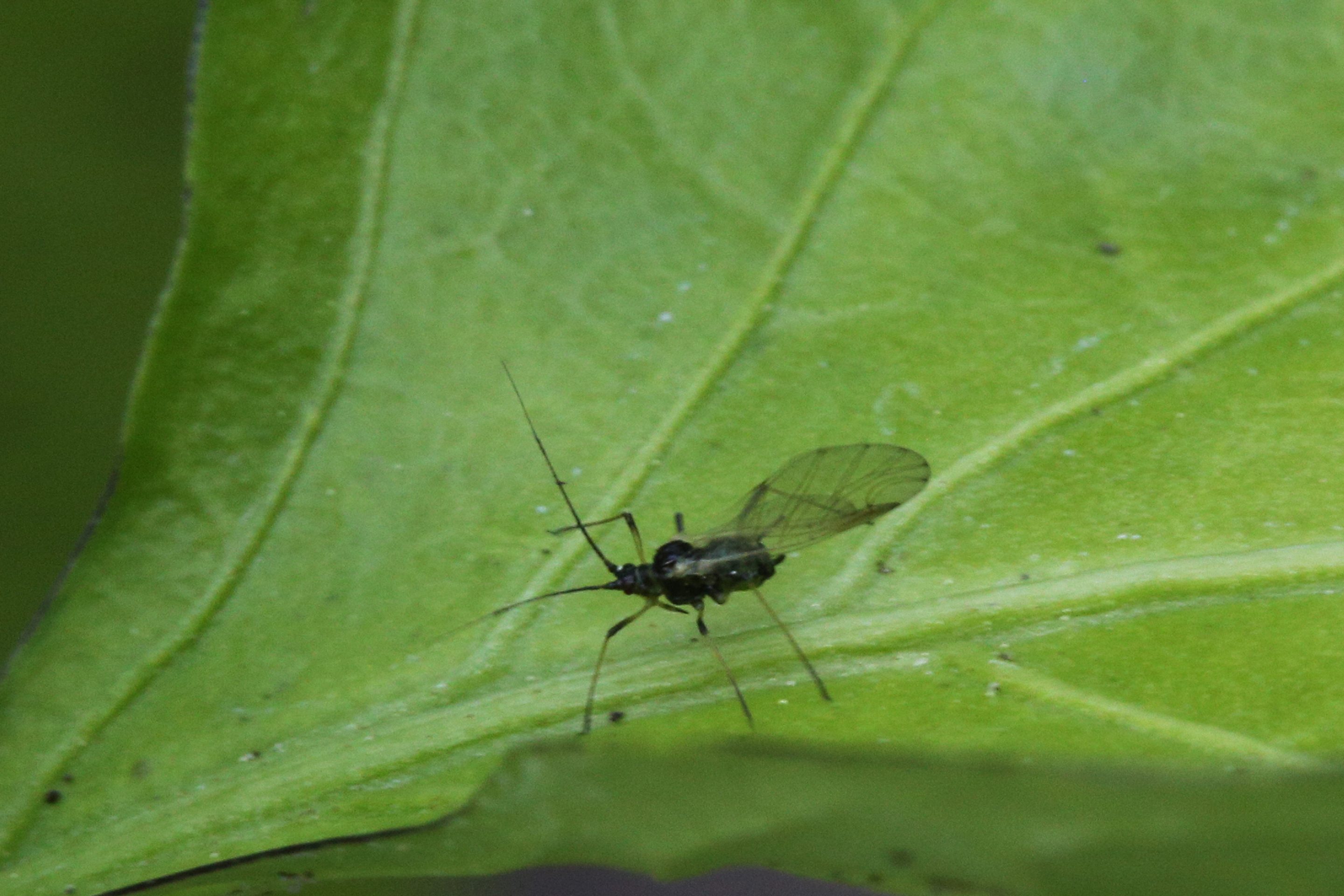 Strawberry aphid.