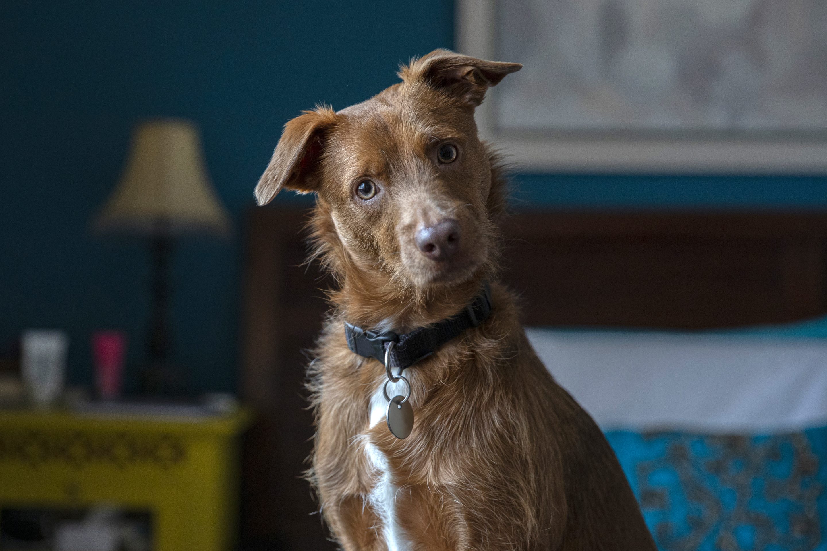Egypt has banned all but 10 dog breeds.