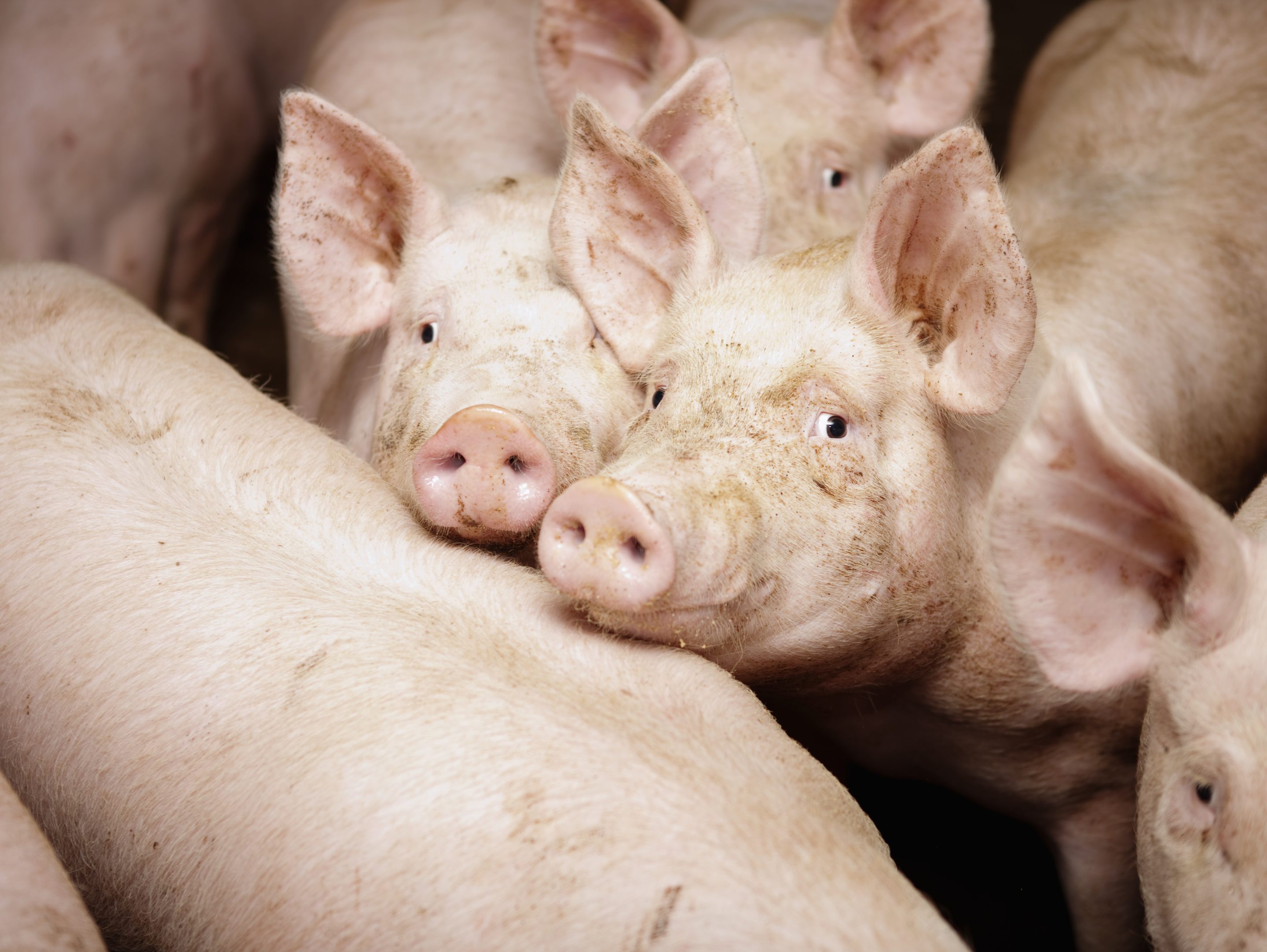 Pigs