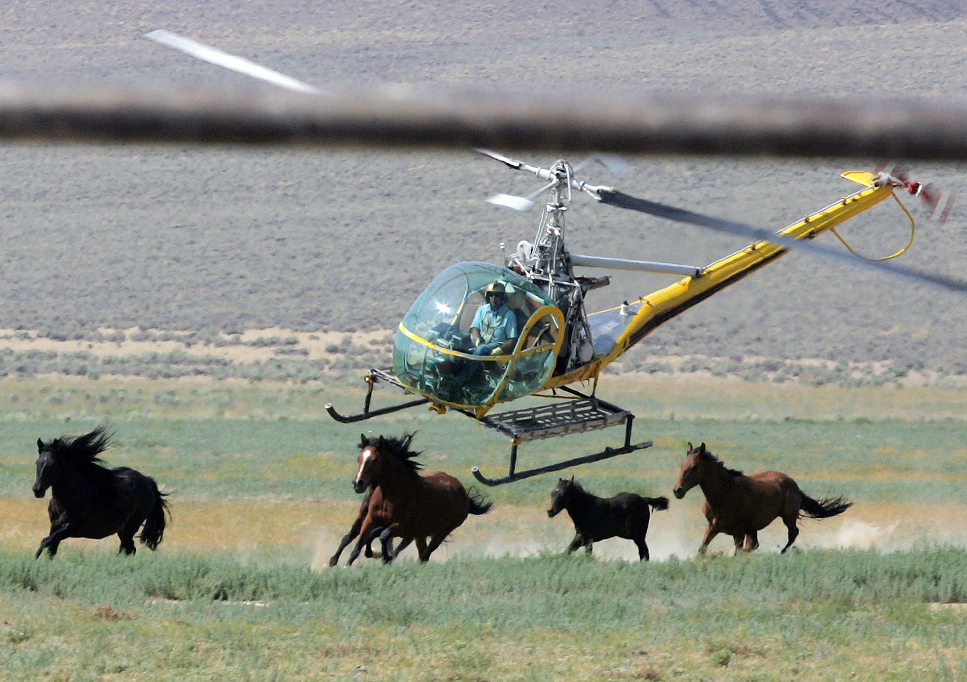Mustang round-up