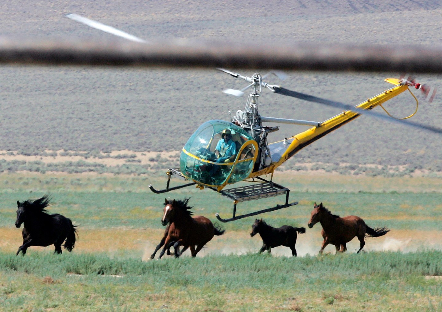 Mustang round-up