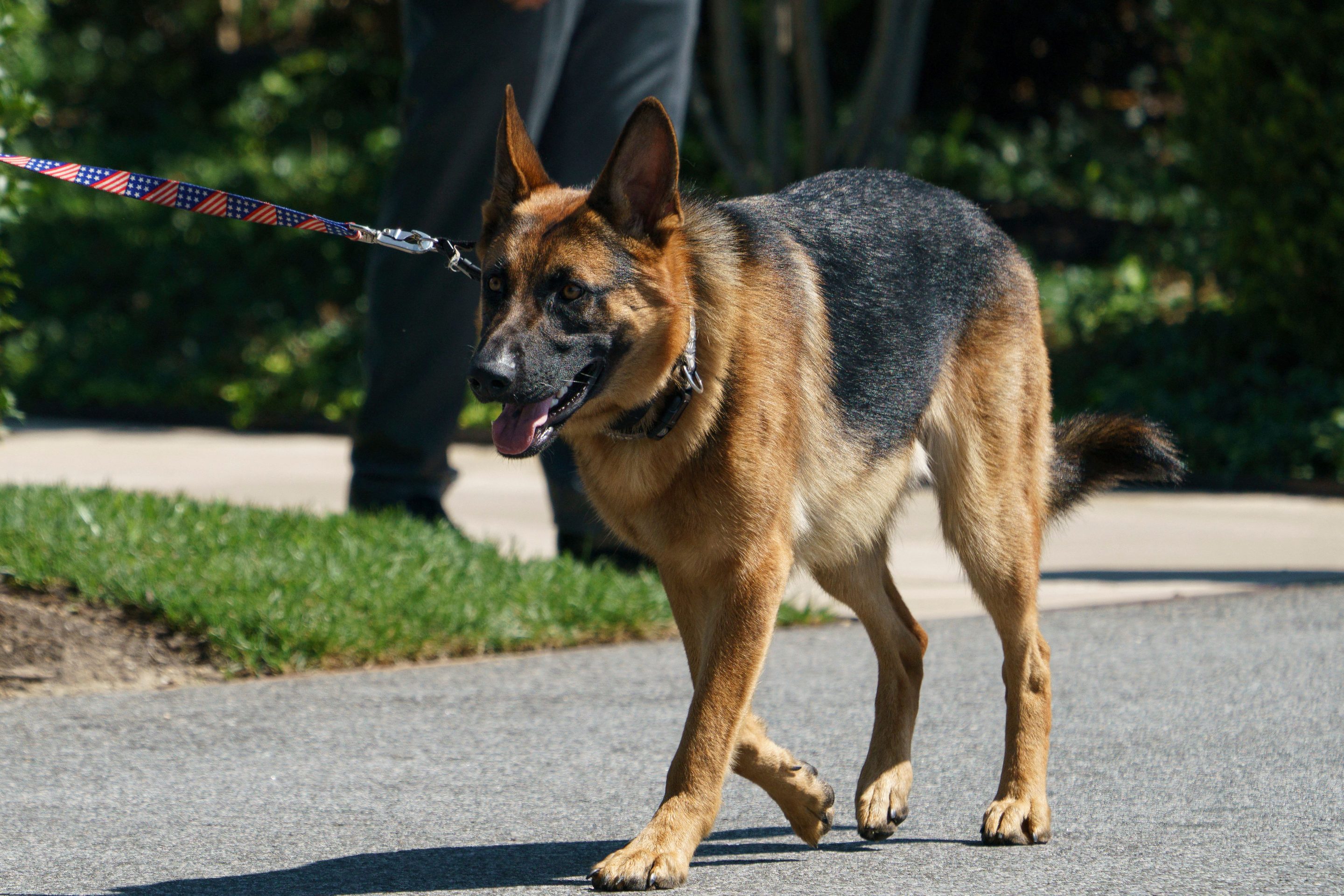 President Joe Biden's dog 'Commander.'