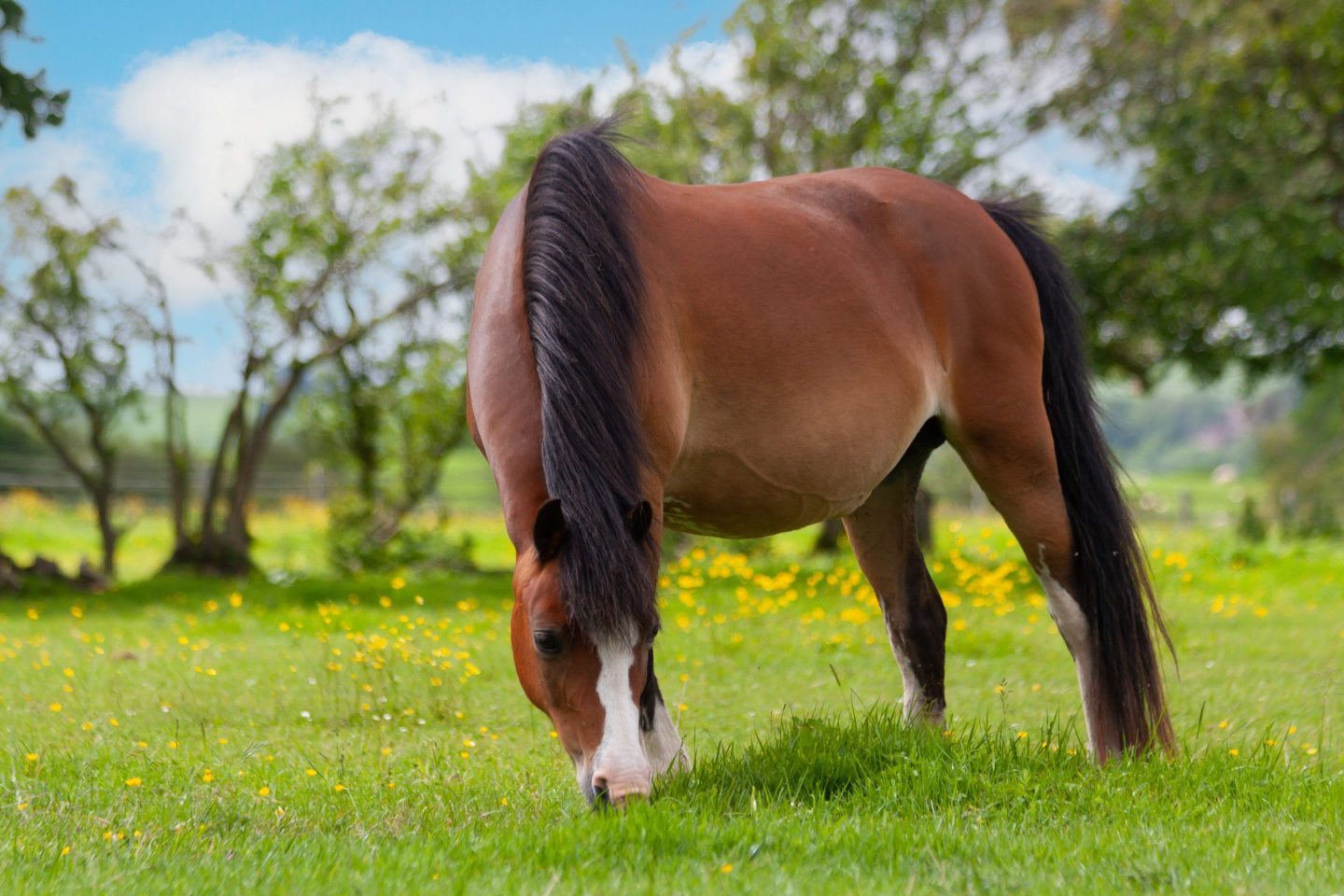 Horse