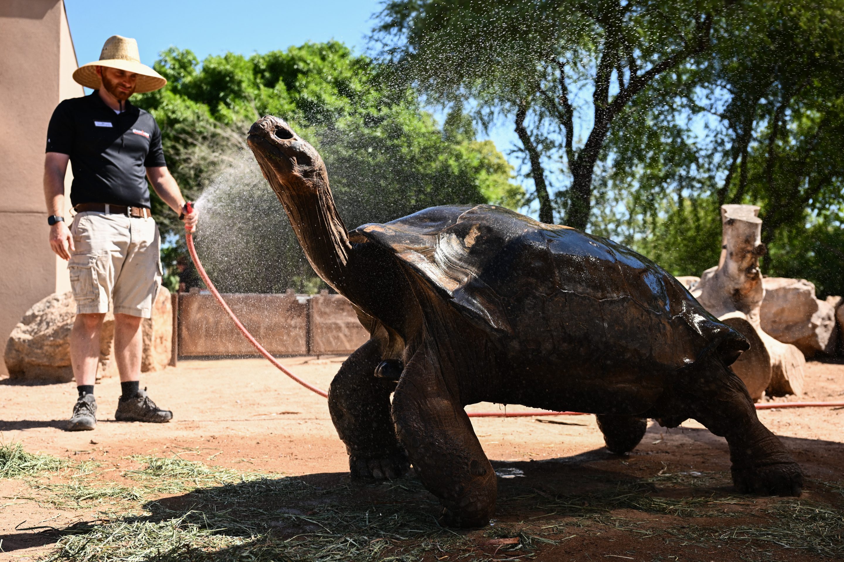 Phoenix tortoise