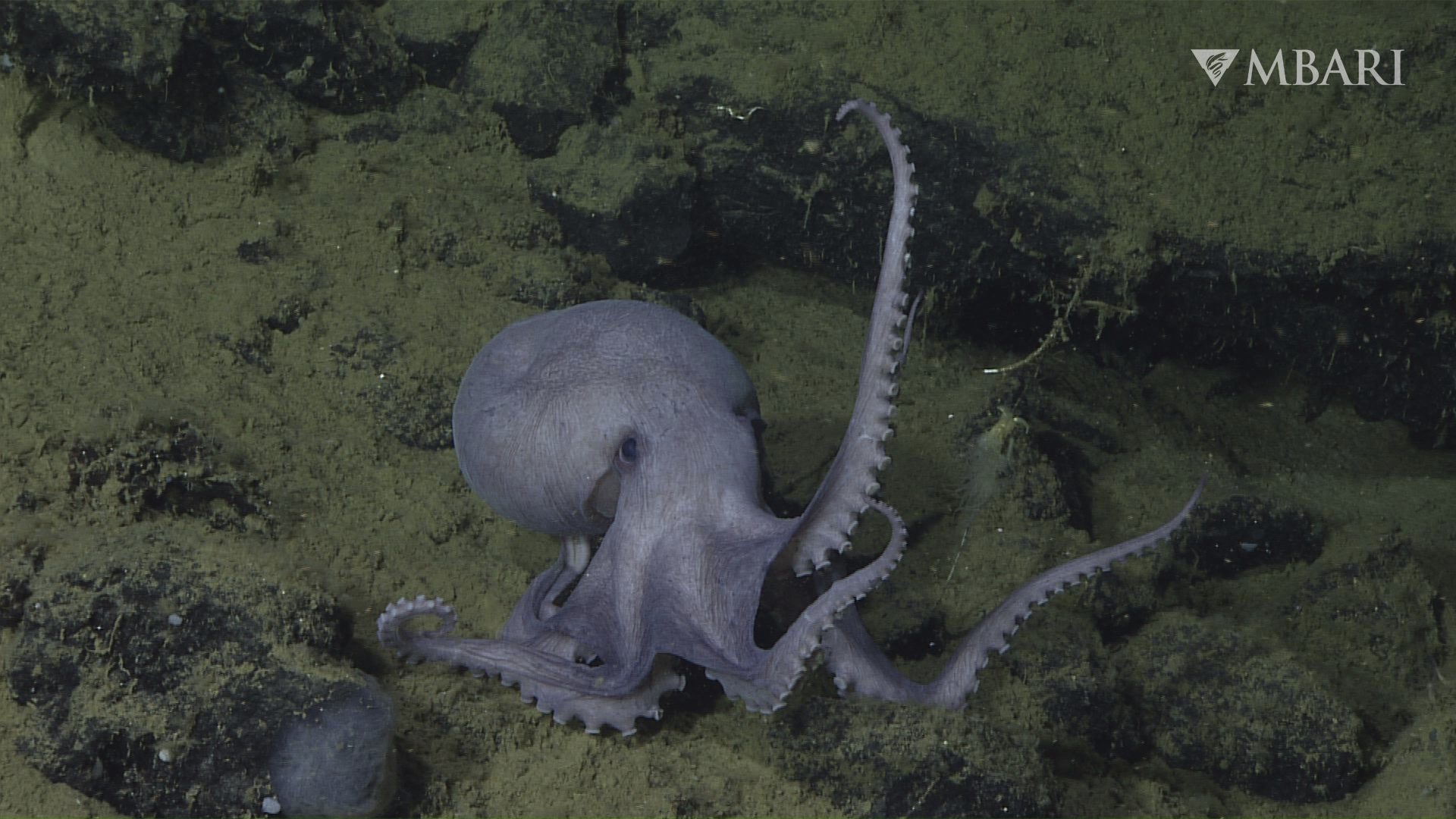 Octopus Garden