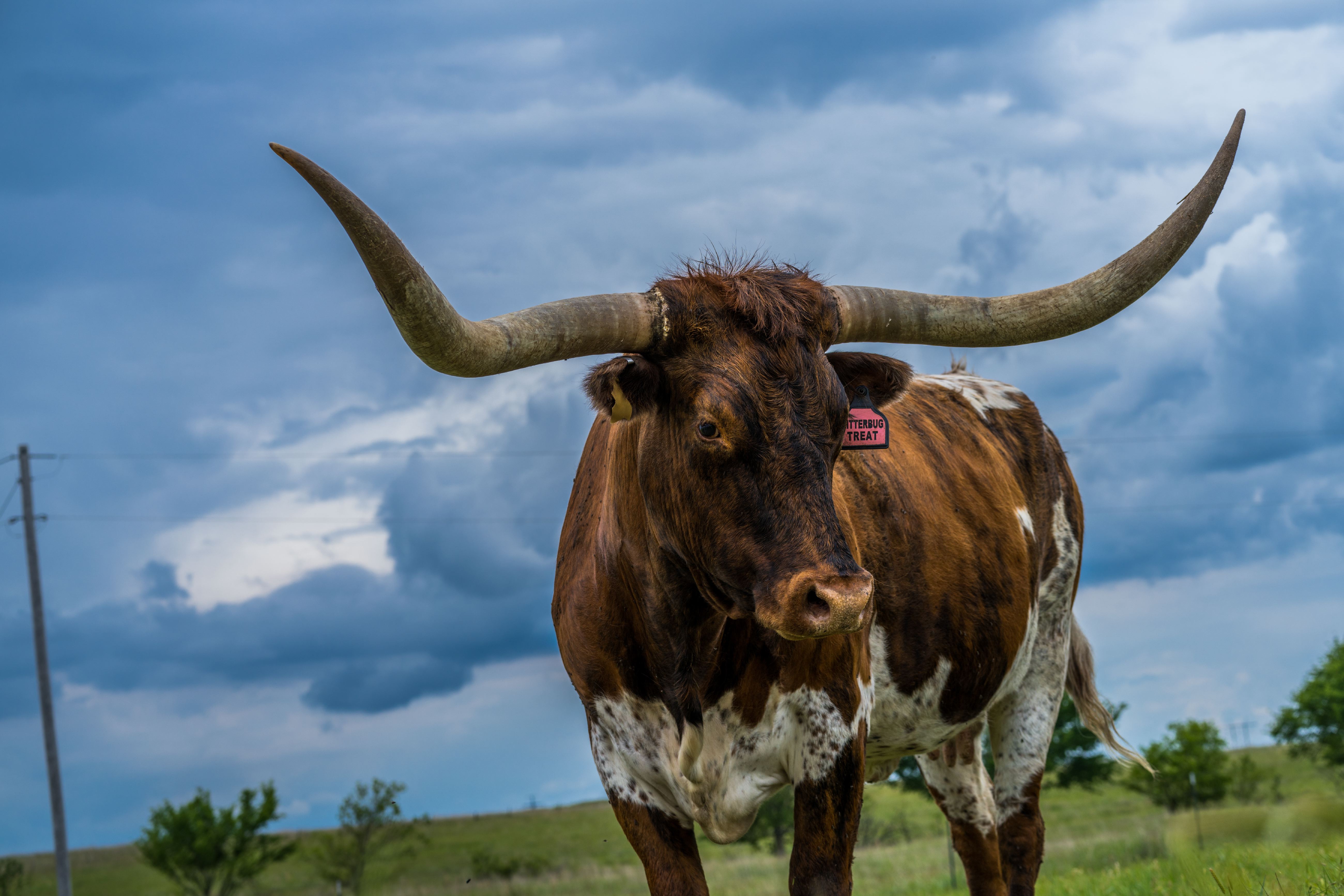 Texas is the 'stickiest" state for keeping native born as residents.