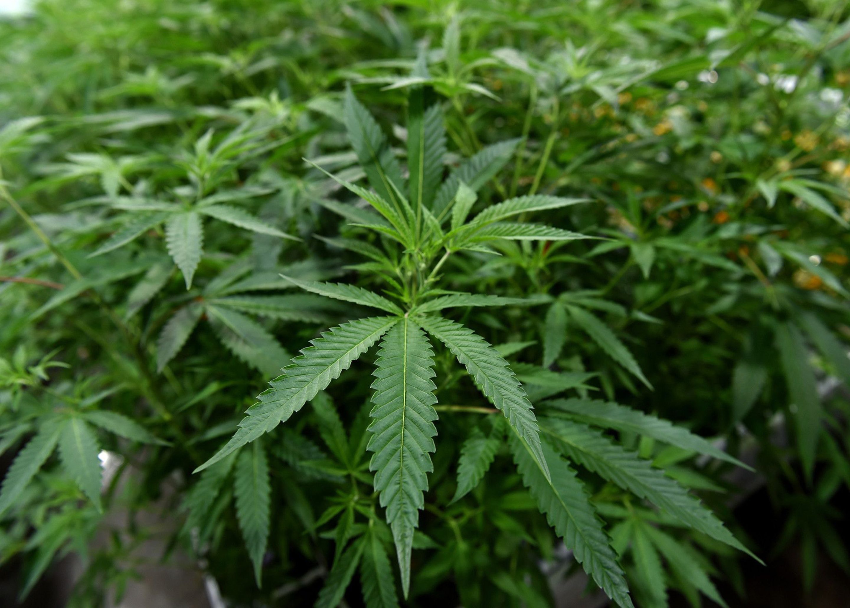 The cannabis industry gets some help from the U.S. Department of Health and Human Services.