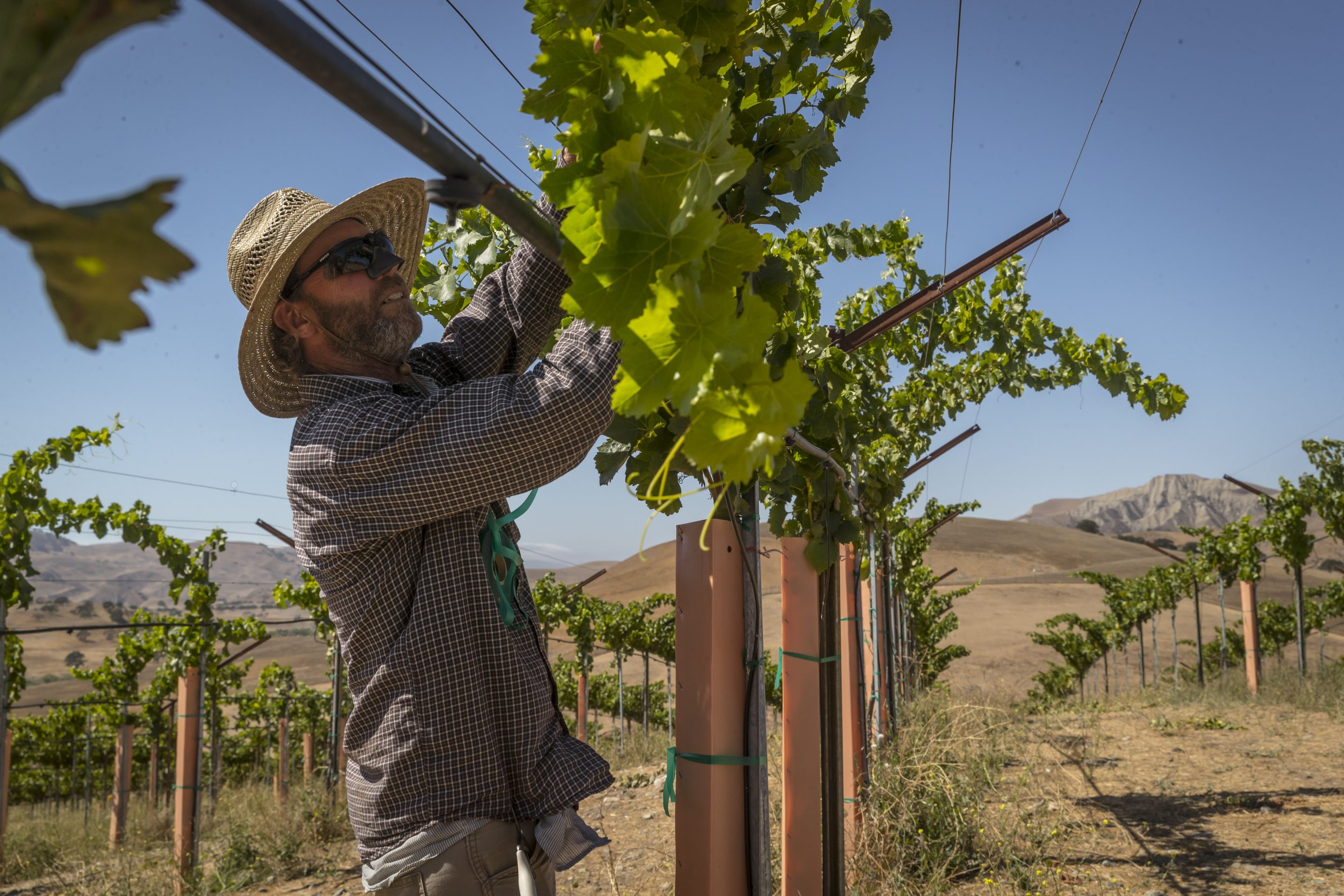 Vineyards are at risk from climate change.