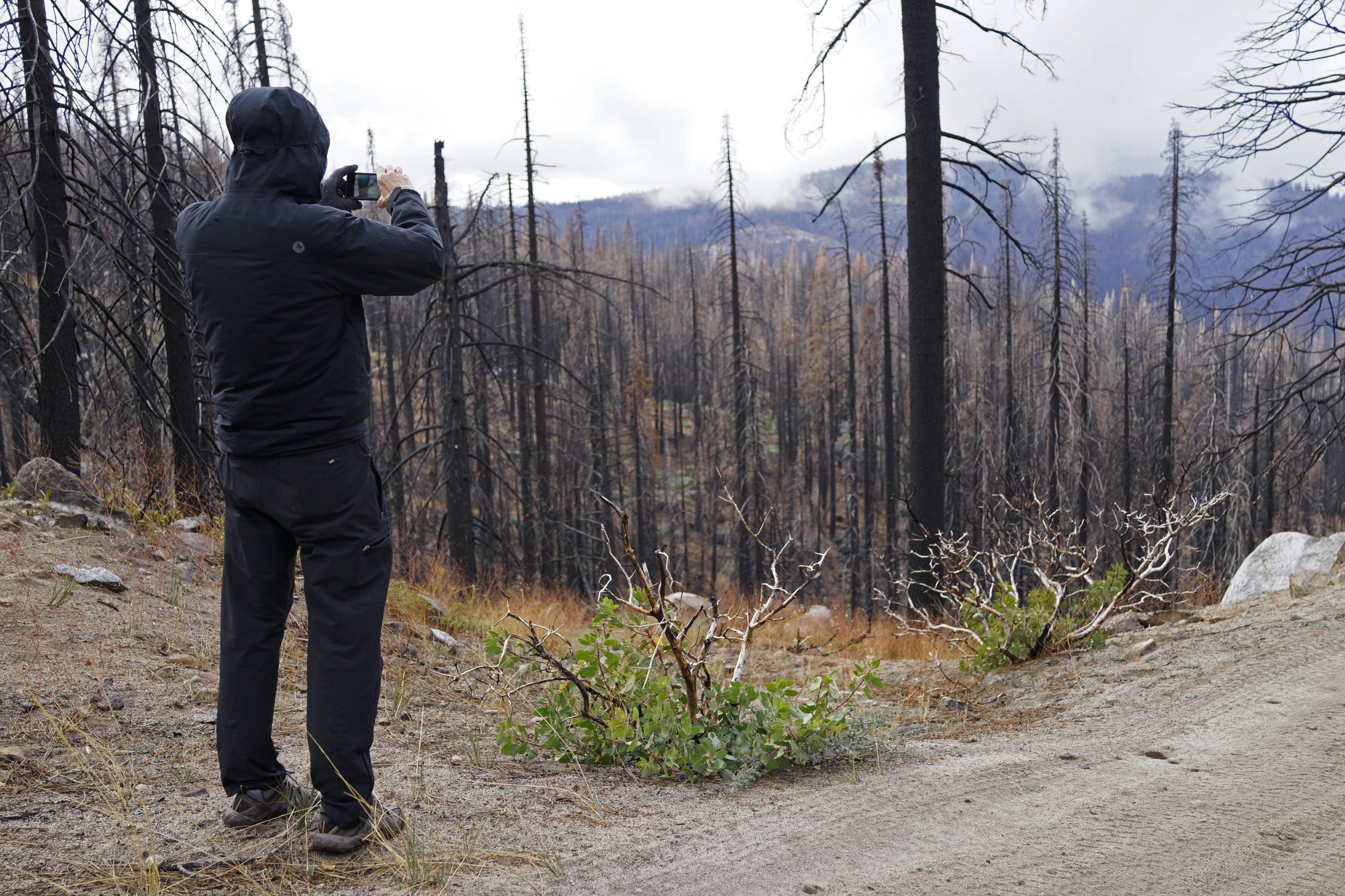 Disappearing California forests