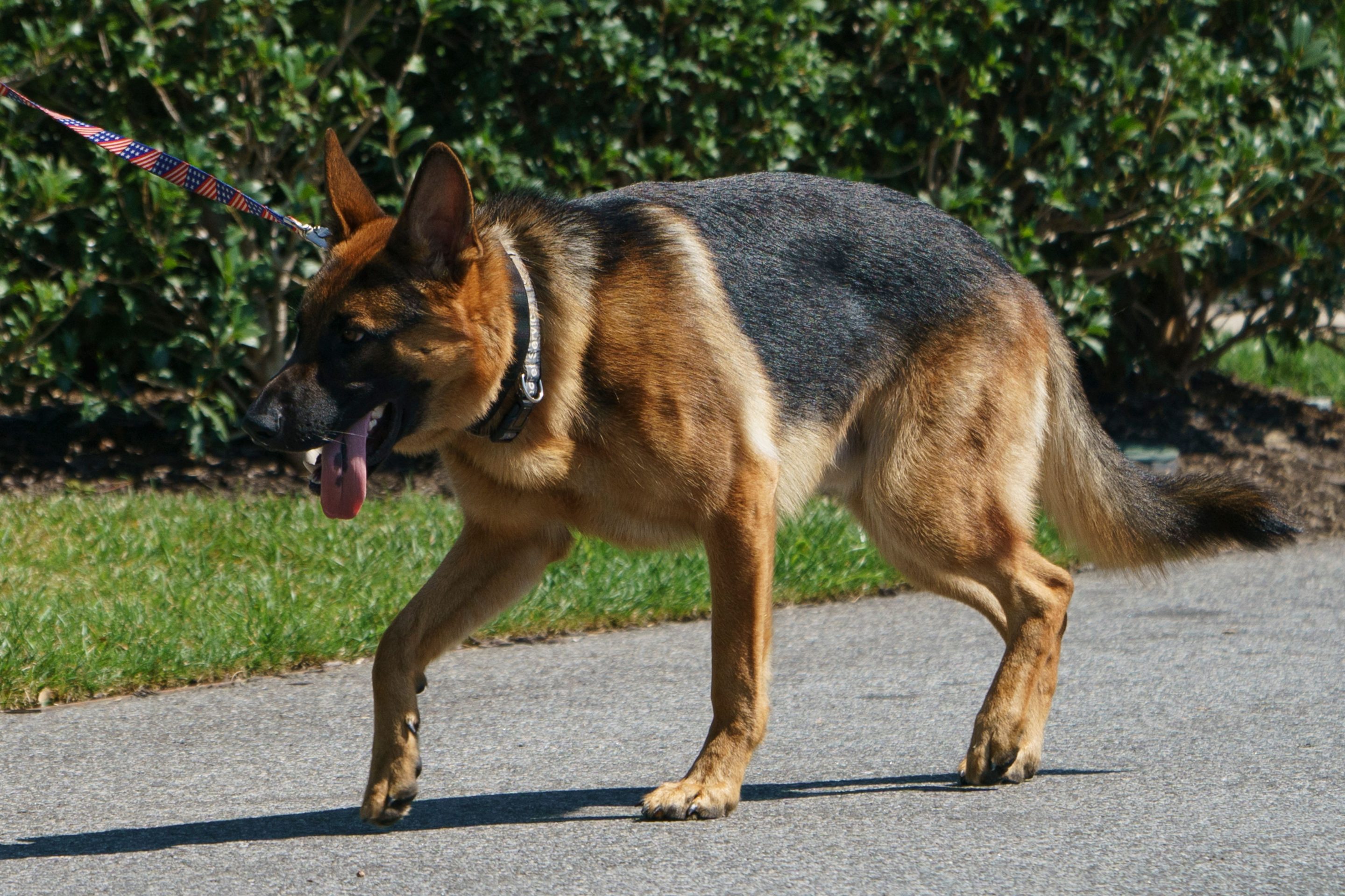 President Joe Biden's dog, Commander.