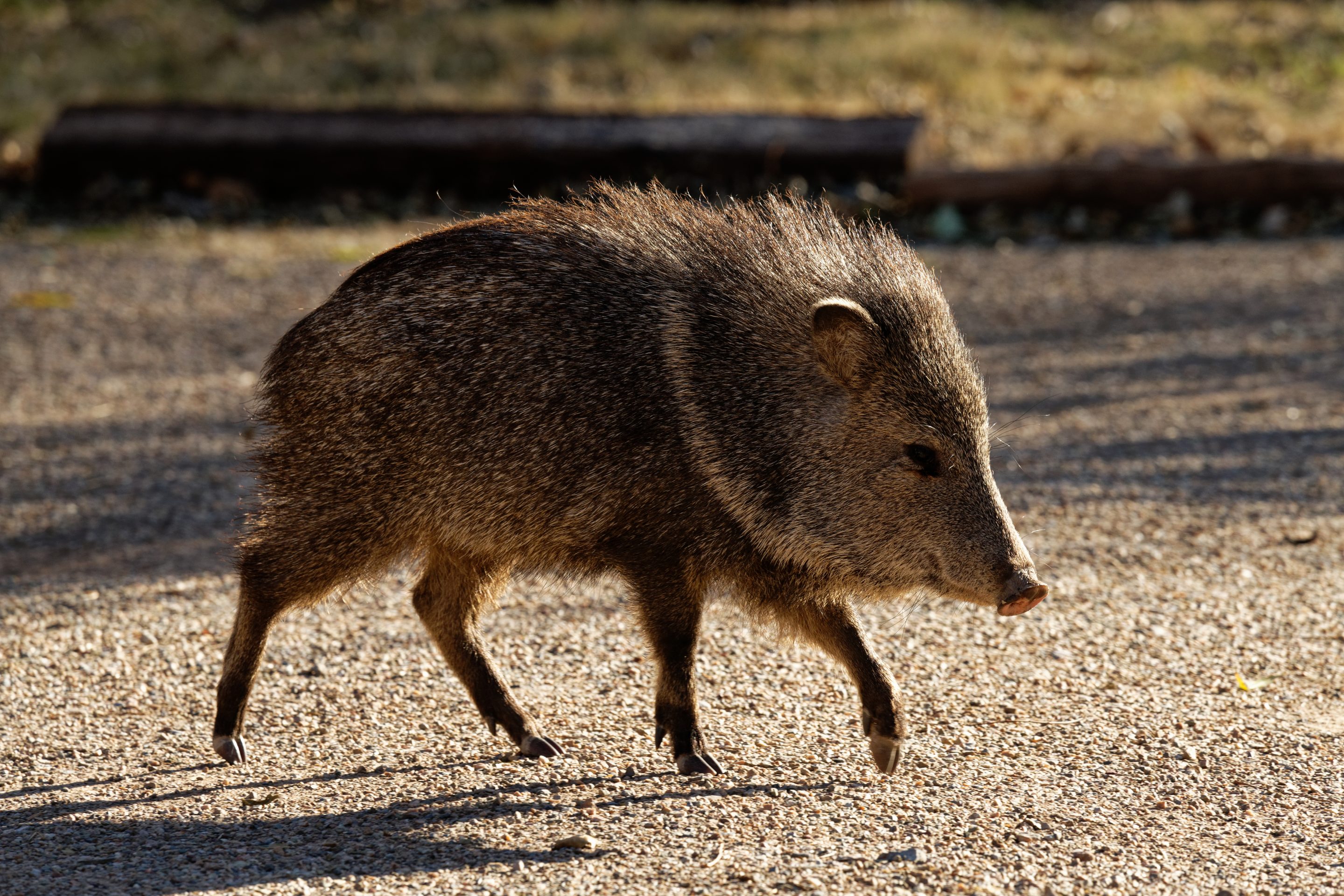 Javelinas, or collared peccaries, are pig-like but not technically pigs.