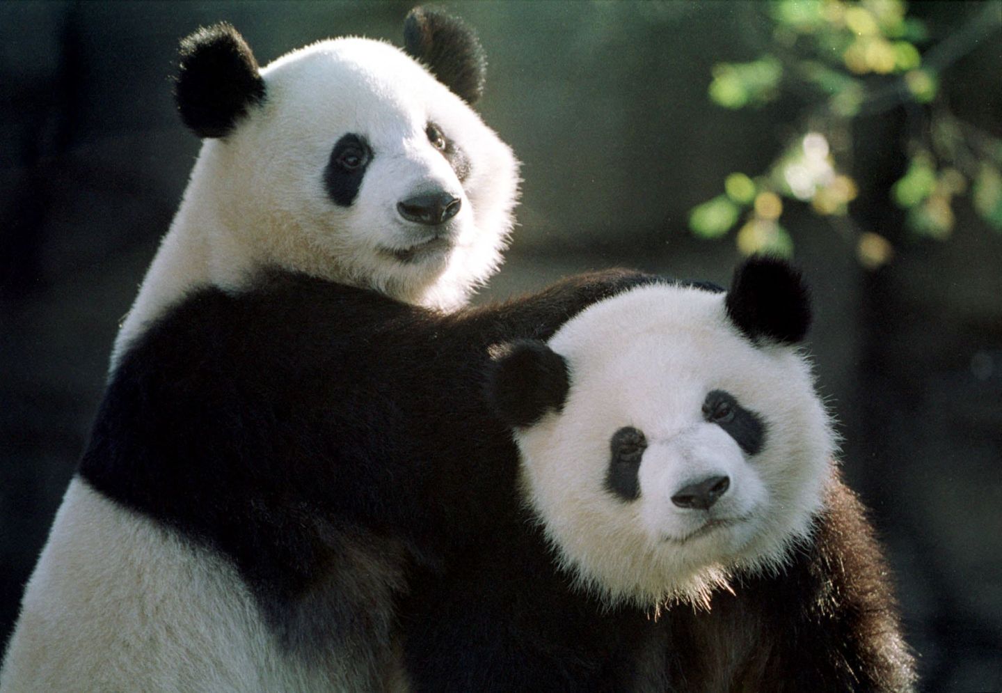 The frosty U.S. and China decoupling talk is getting real—pandas are getting recalled from zoos across the country