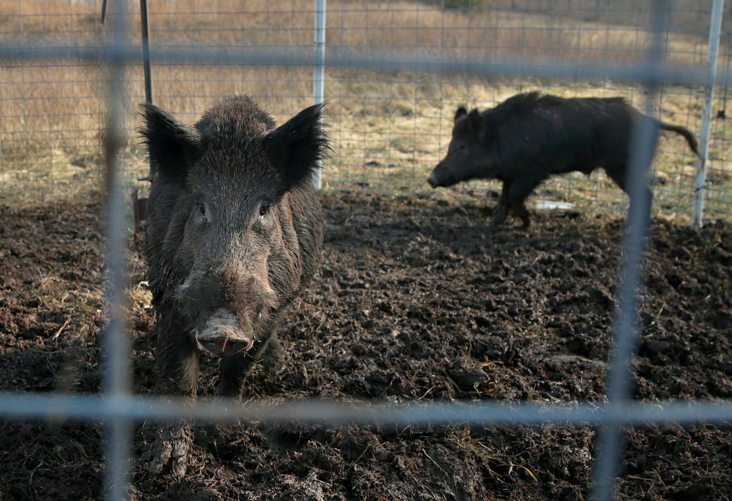 Feral Canadian ‘super pigs’— ‘the most invasive animal on the planet’— are threatening the northern U.S. and billions of dollars worth of crops