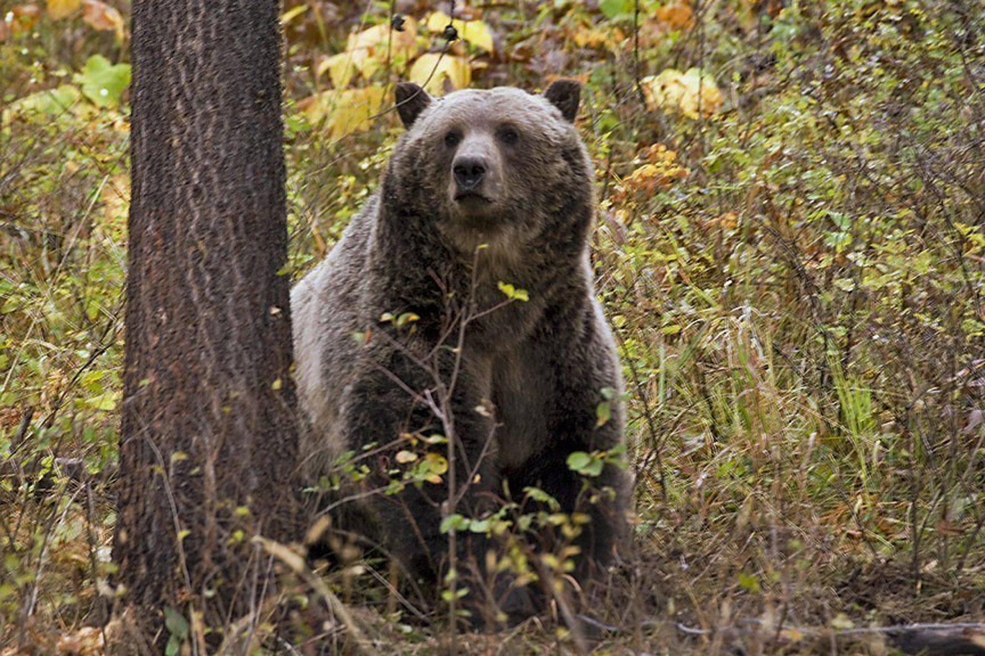 a Grizzly bear.