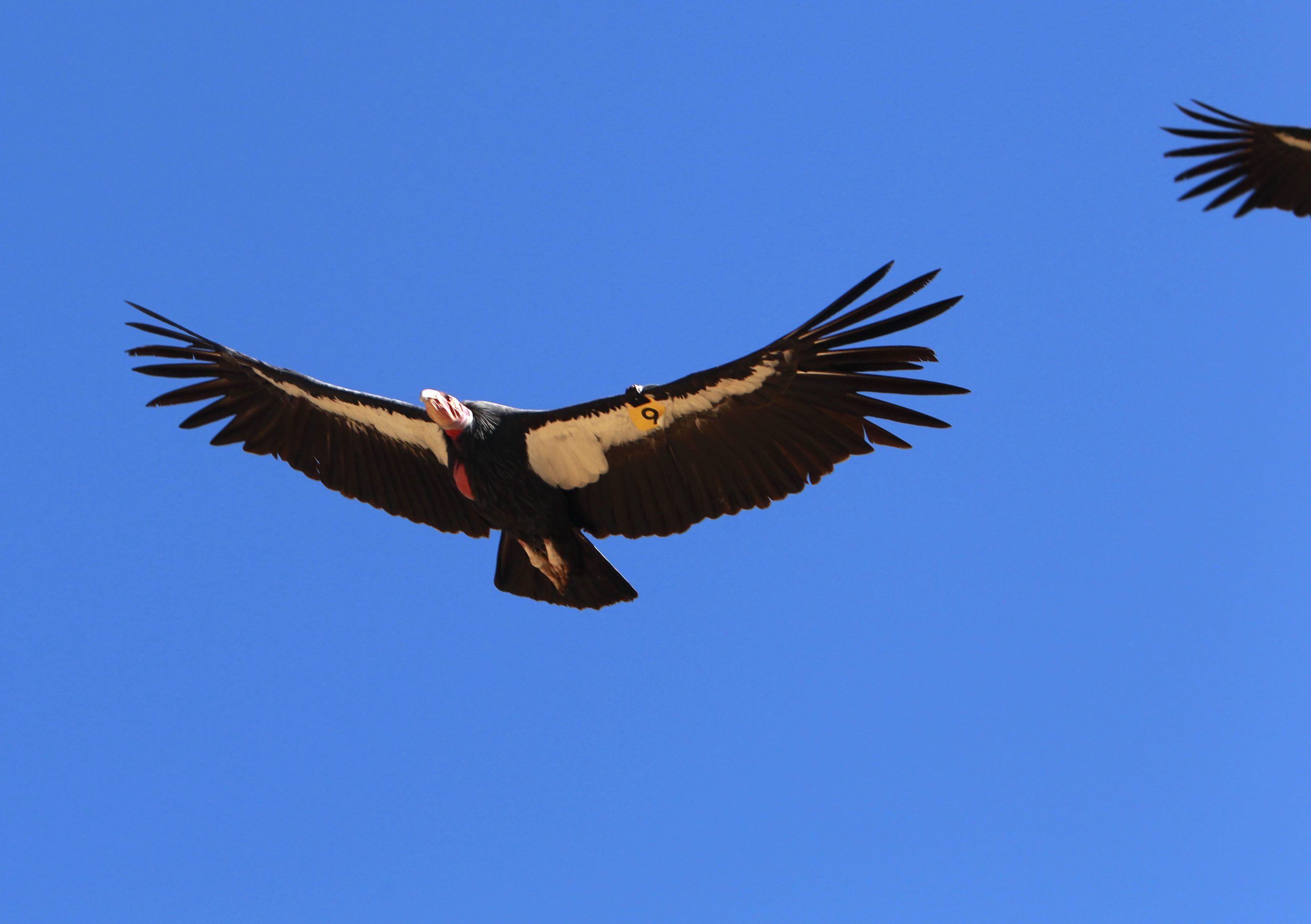 A California Condor.
