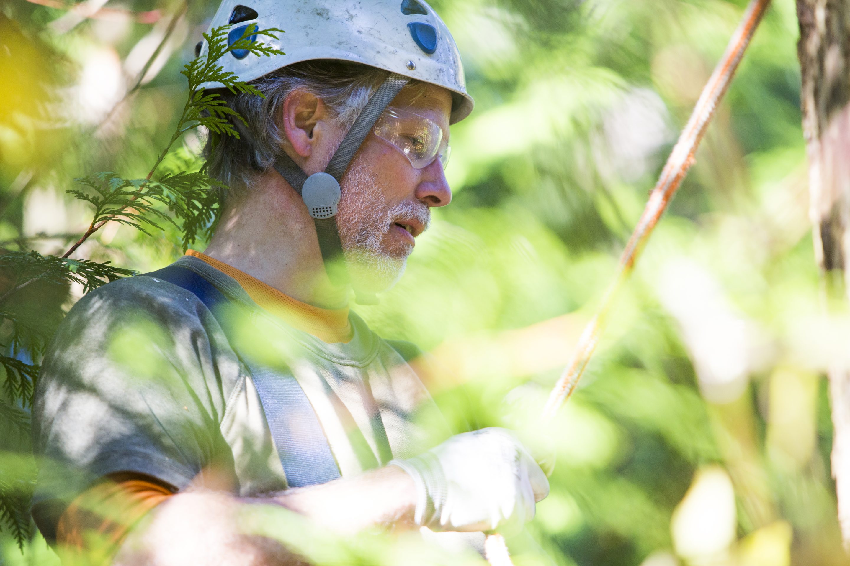 Ecologists and activists debate the best way to help native tree species in a warming climate.