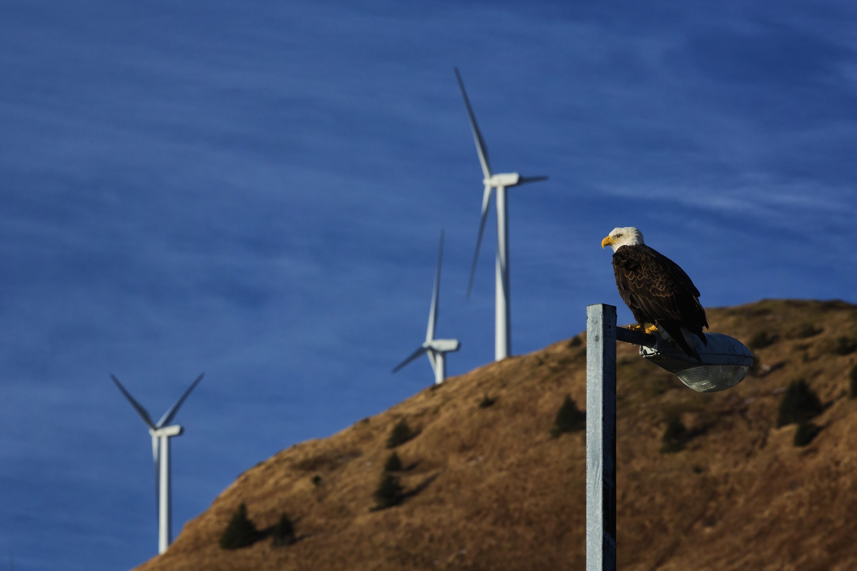 Between August 2022 and July 2023, over 170,000 new clean energy jobs were announced or advanced across 44 U.S. states.