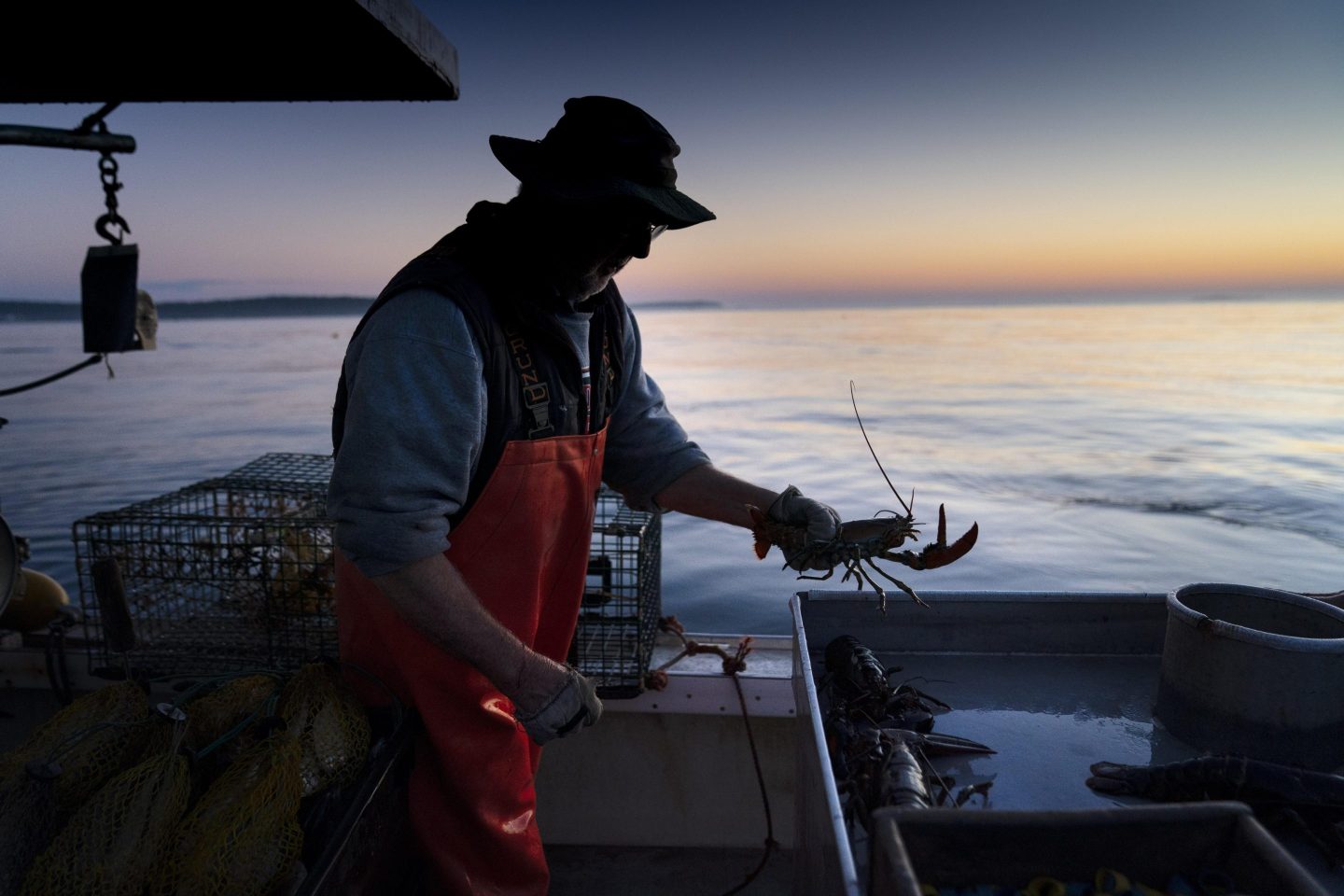 Maine lobster