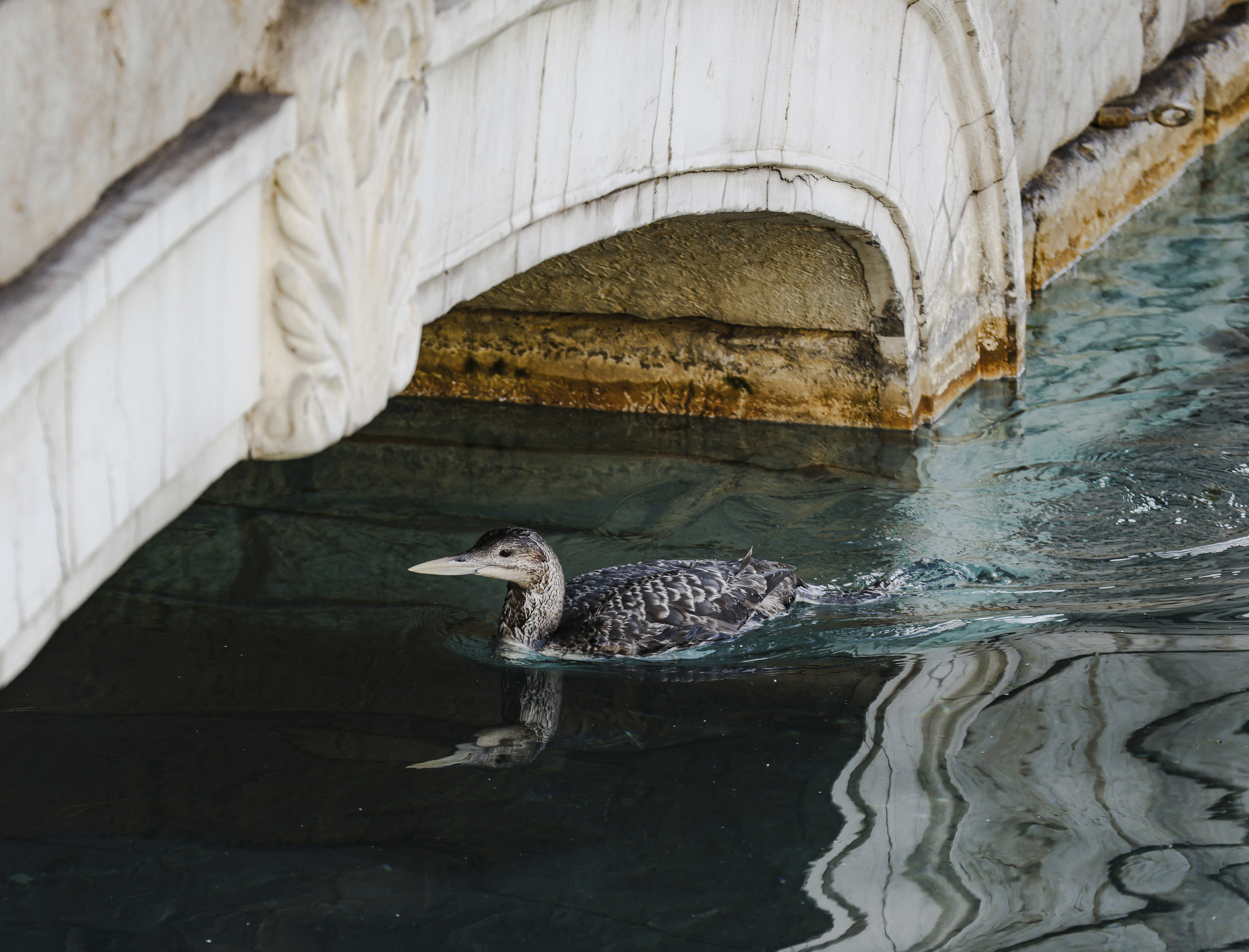 Bellagio bird