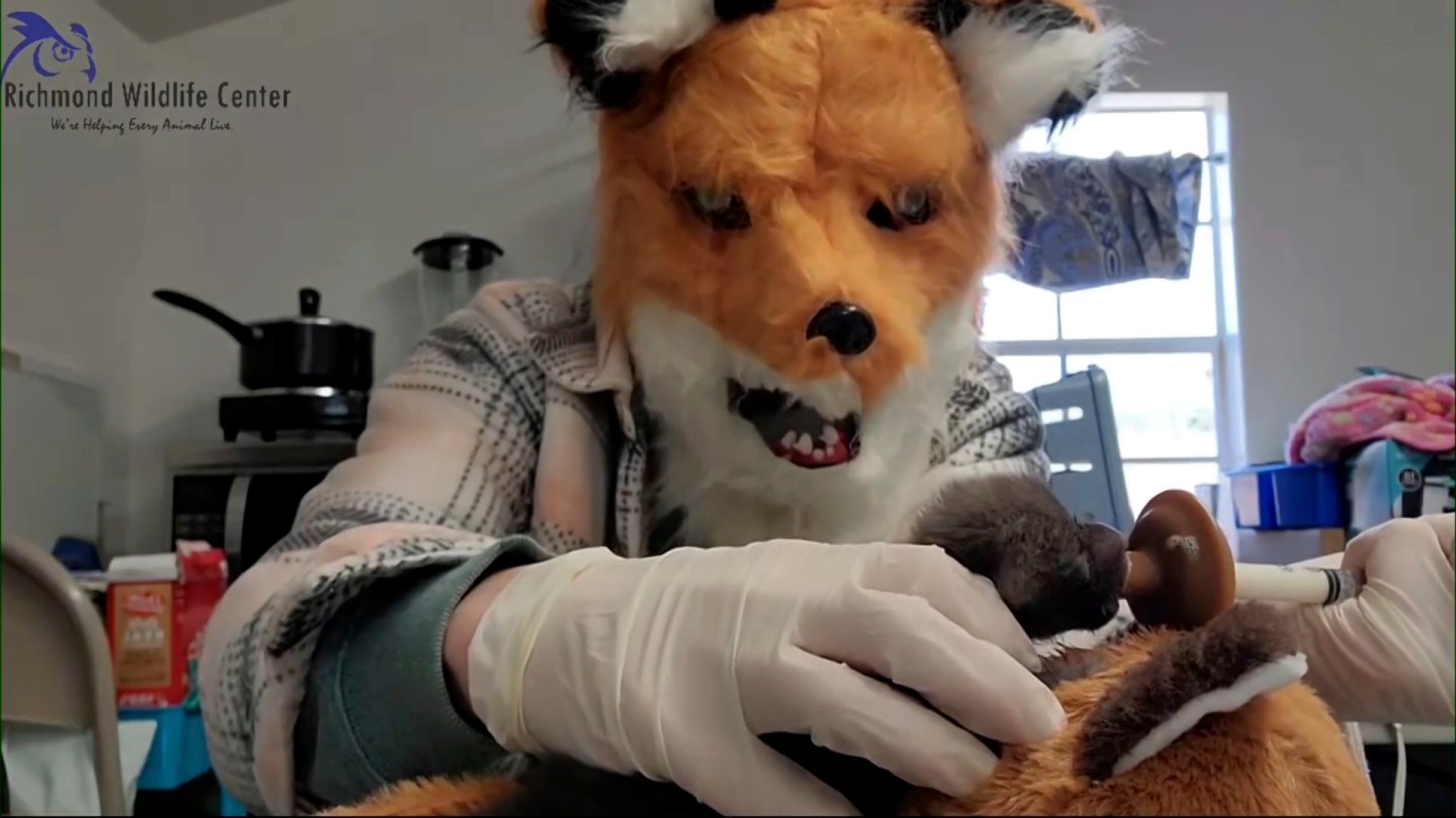 Virginia wildlife center