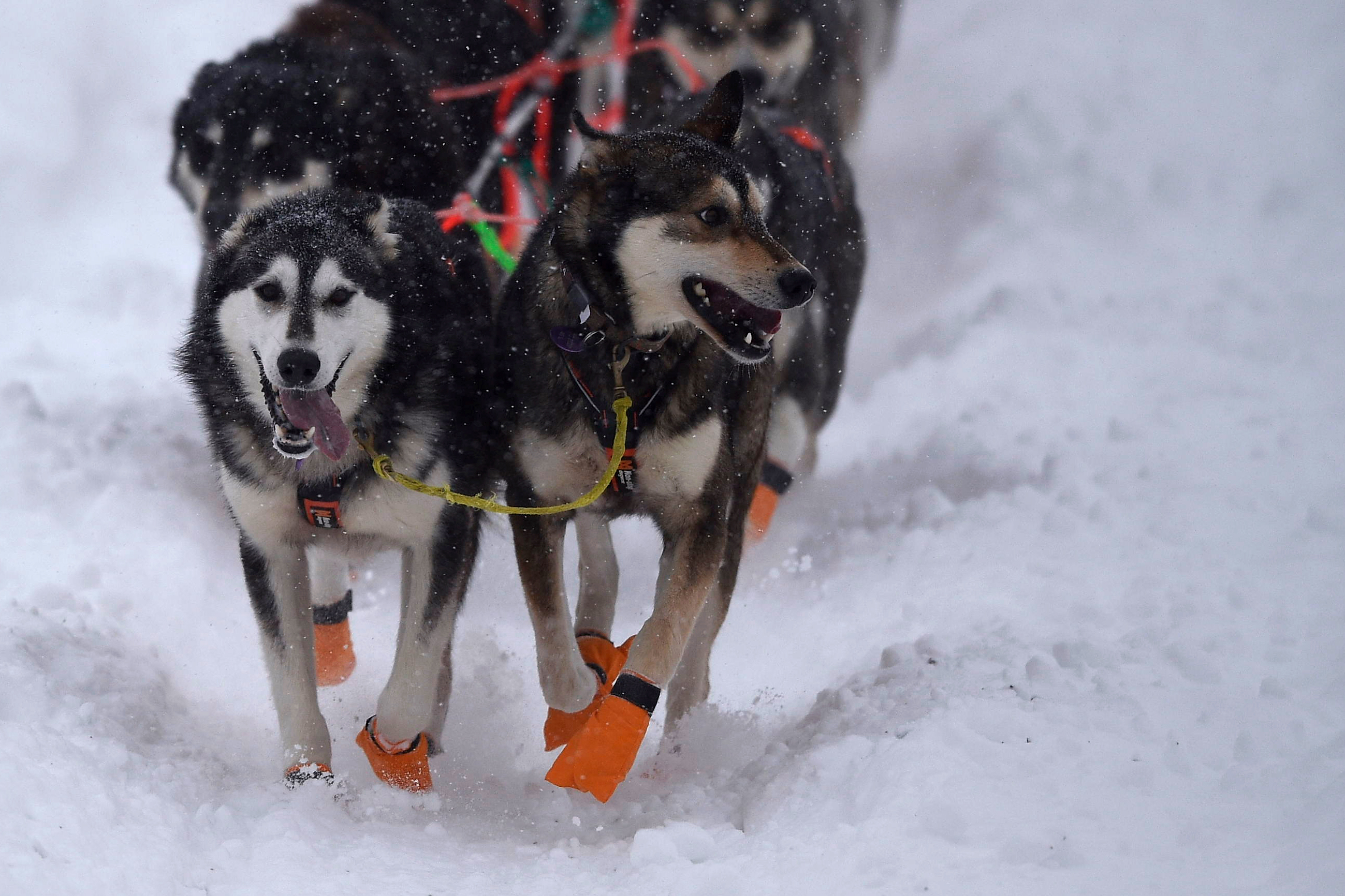 Iditarod