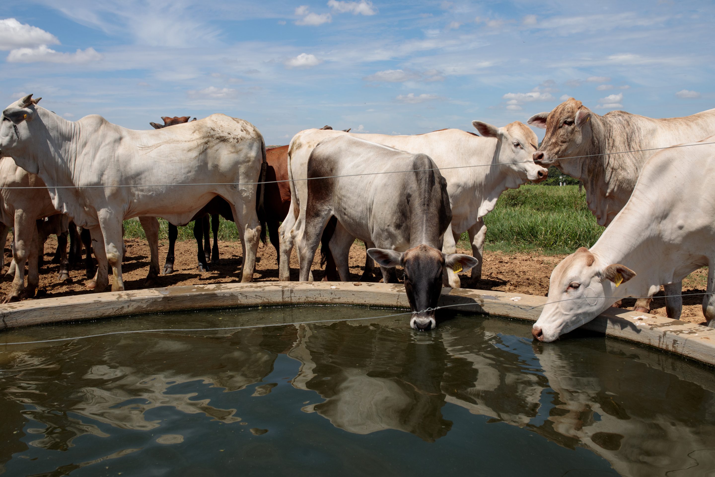 An avian flu outbreak is infecting cattle herds throughout the Southern and Western U.S., but officials say it won't affect dairy supply.