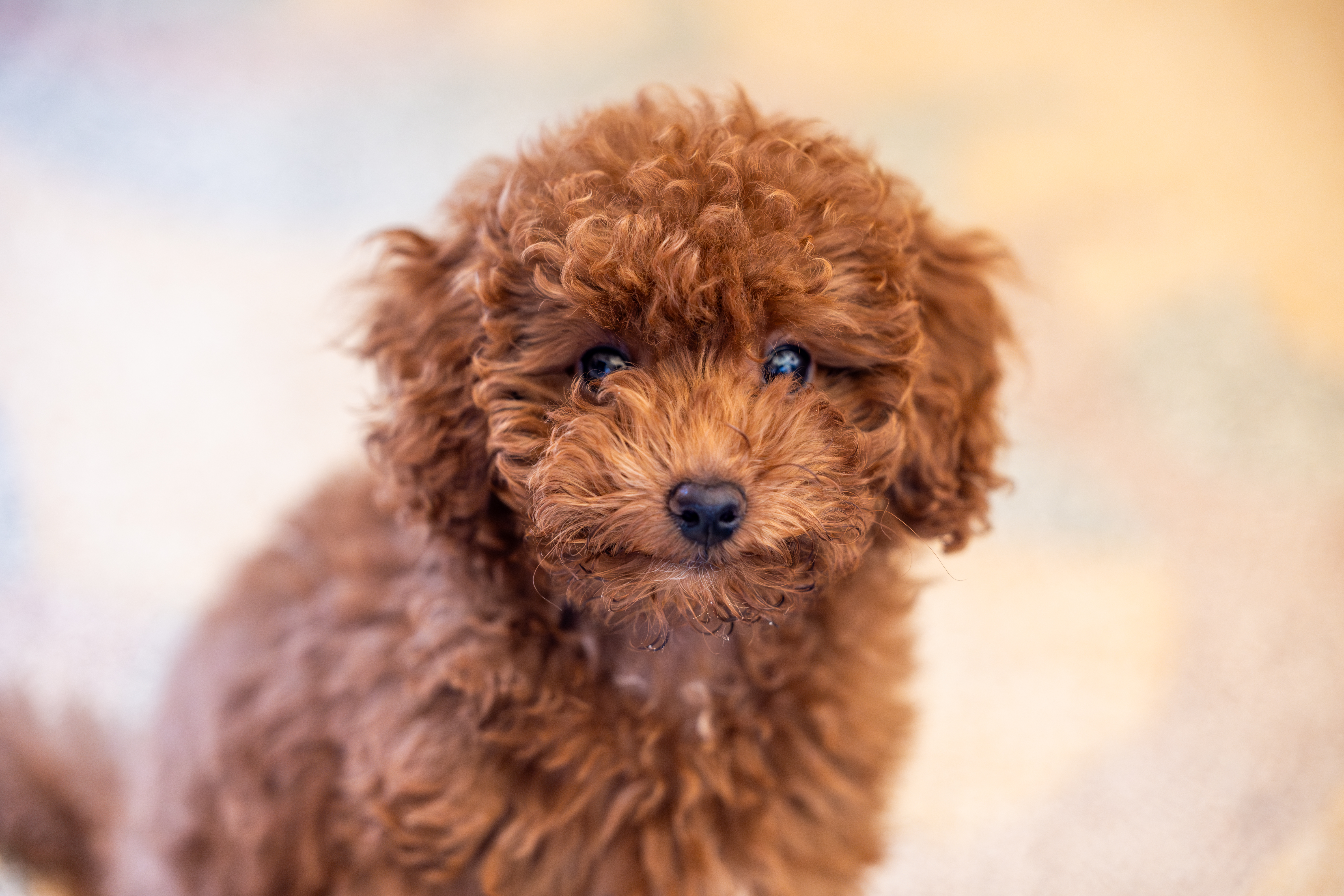 American Airlines will now allow dogs plus a carry-on bag.