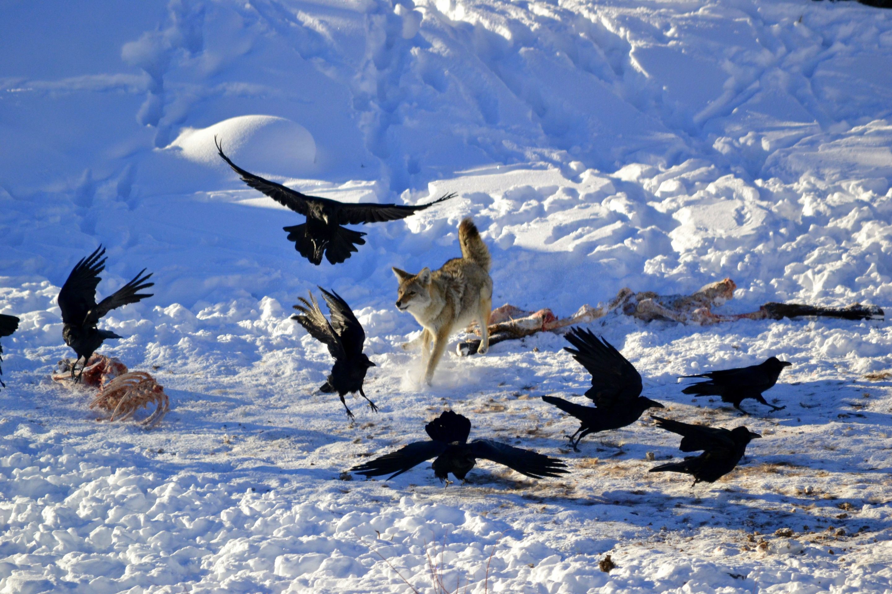 coyotes chasing birds