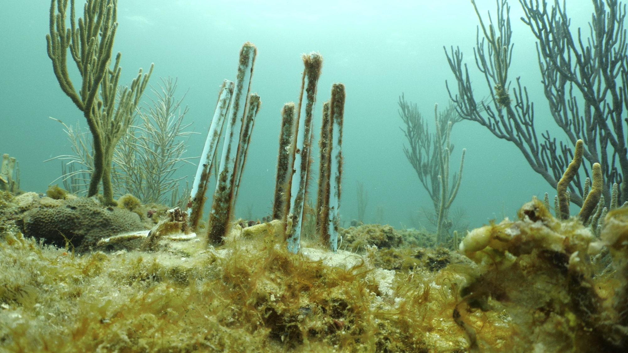Coral reef
