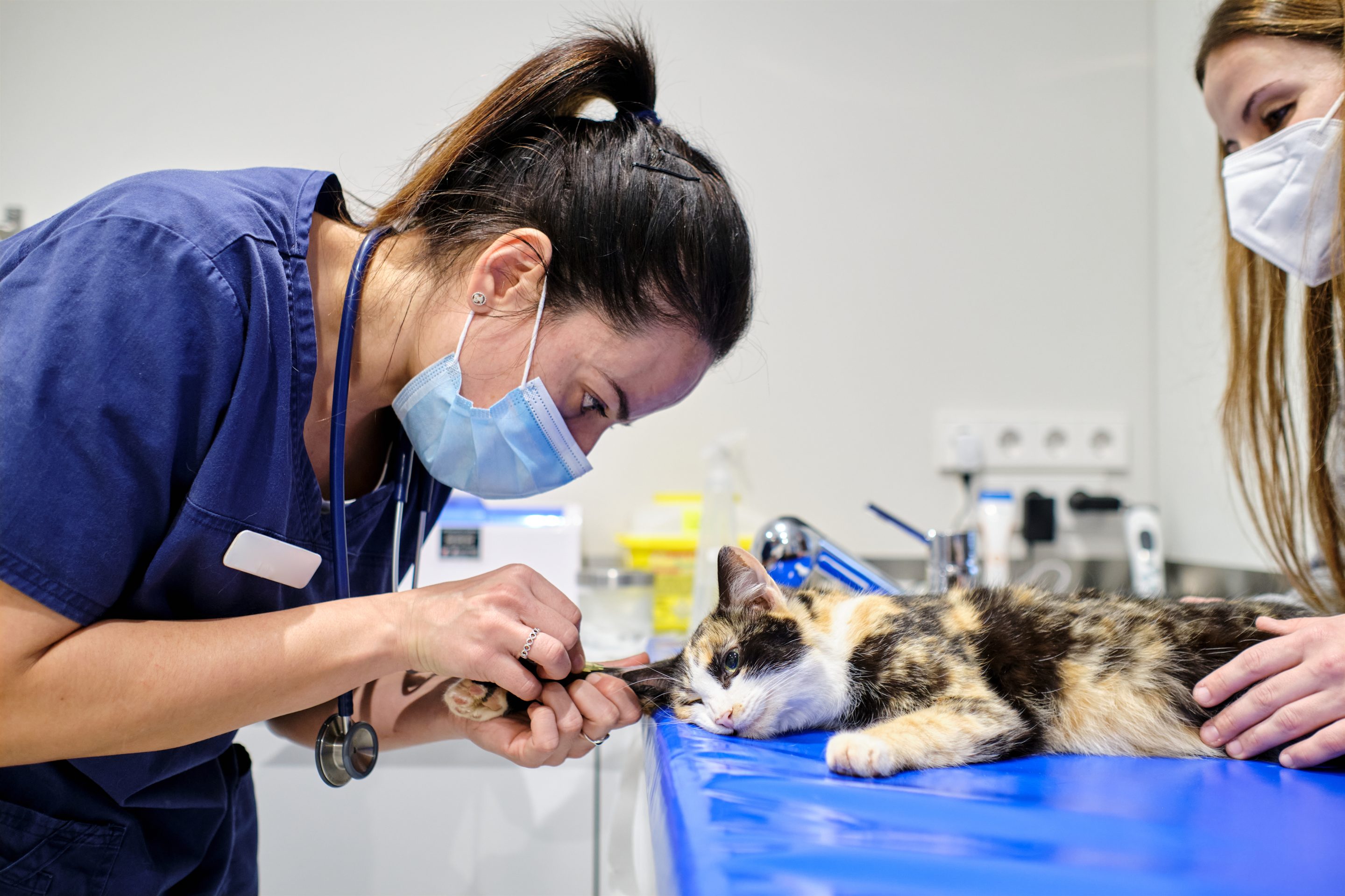 Pet care companies are using AI to detect disease and track worrisome behavior.