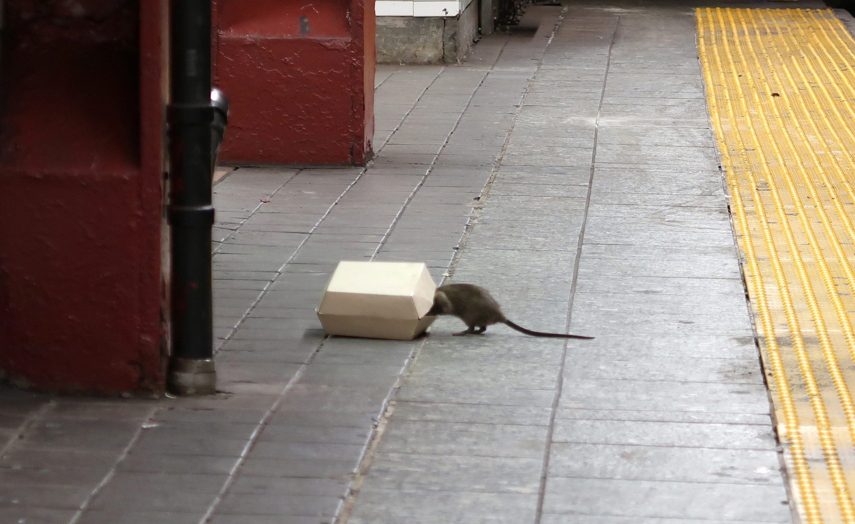 Rat