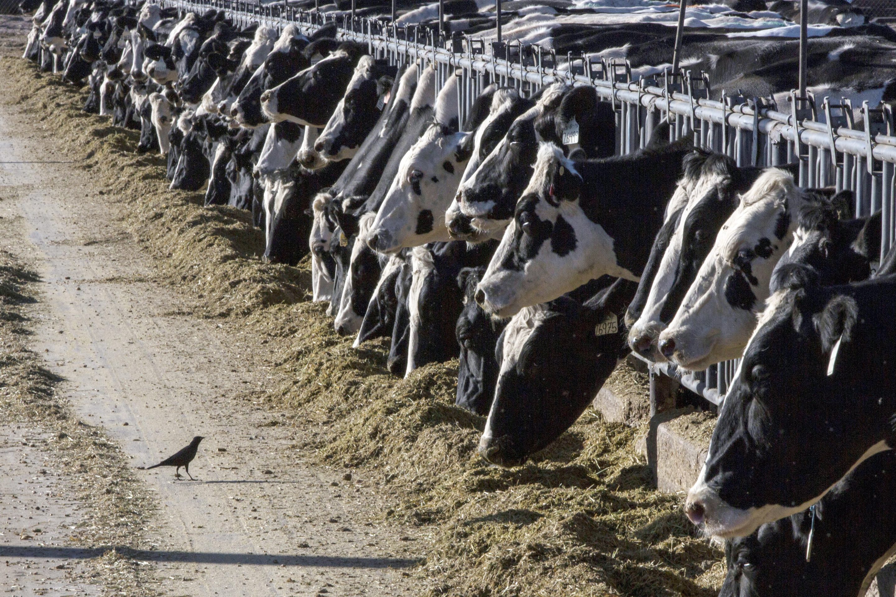 row of cows eating