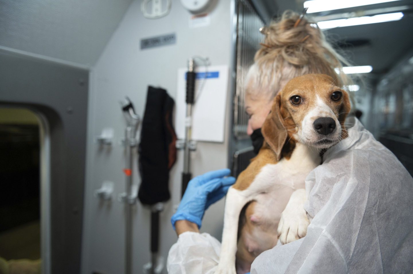 Company that bred beagles for medical research agrees to pay record $35m fine for neglecting thousands of dogs at Virginia facility