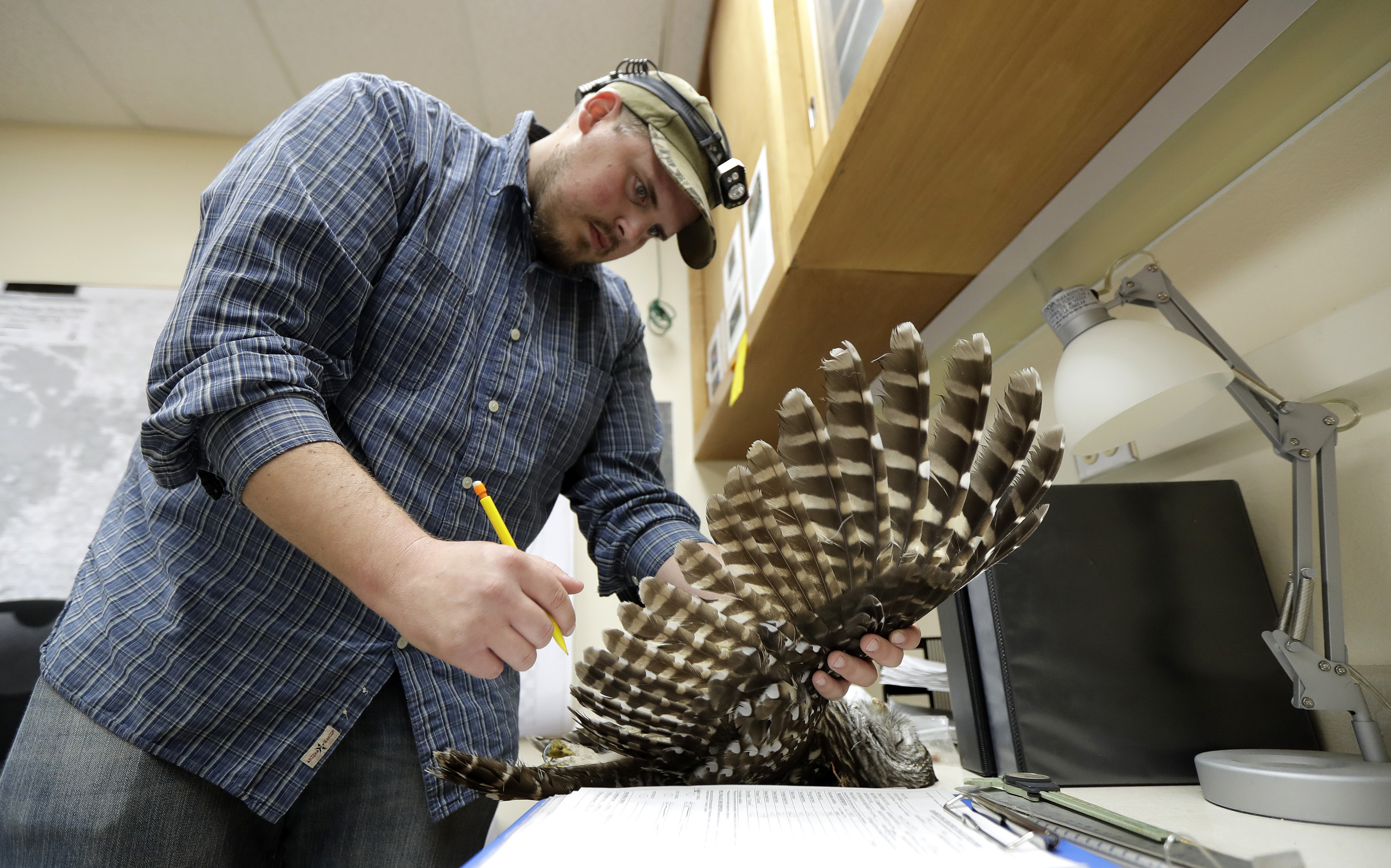 A wildlife technician holds up a dead owl's wing as he takes notes.