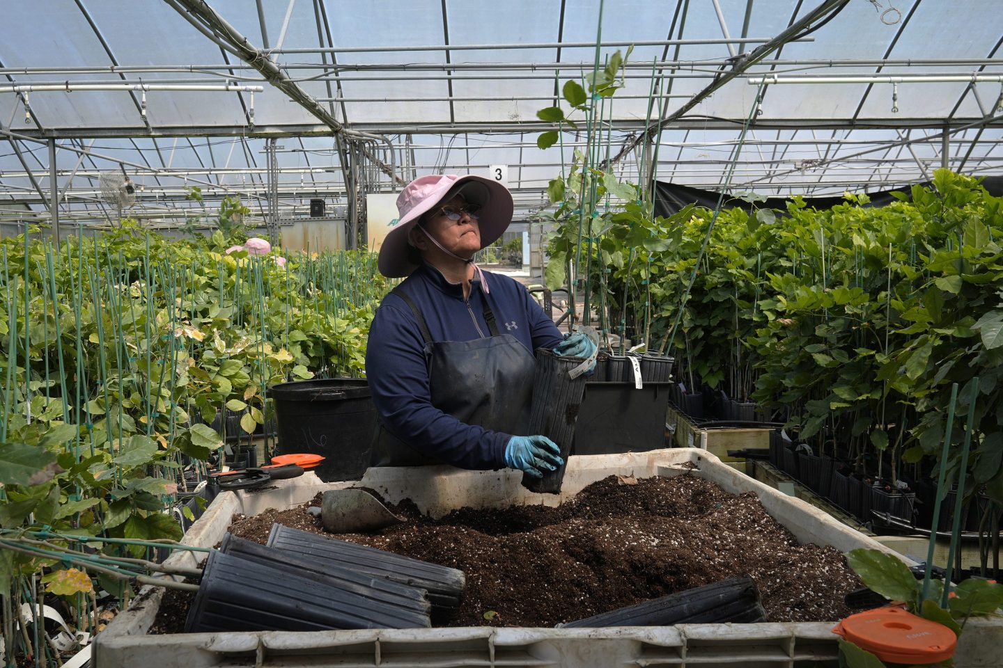 worker in plant nursery