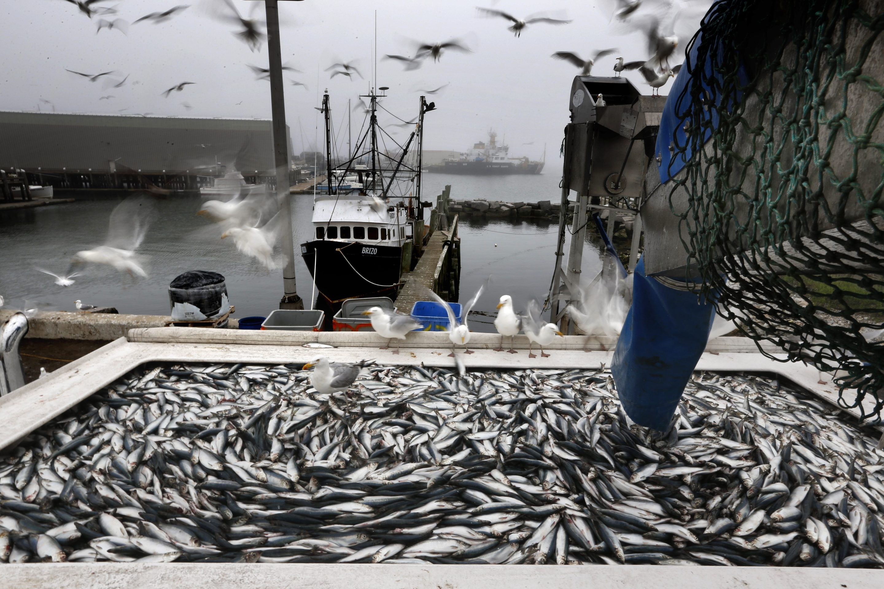 Herring being unloaded from a fishing boat in Rockland, Maine on July 8, 2015. 