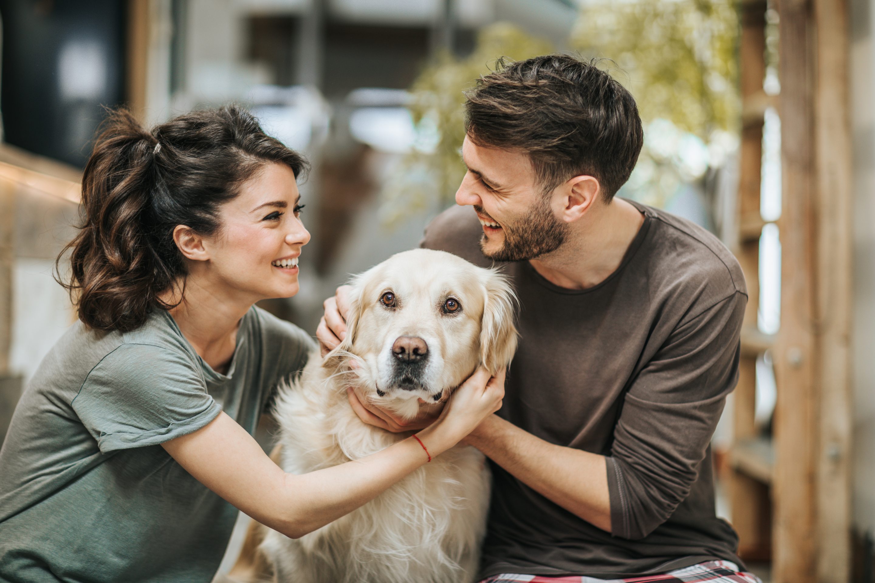 More couples are including provisions about what will happen to their furry friends should the marriage end in divorce.