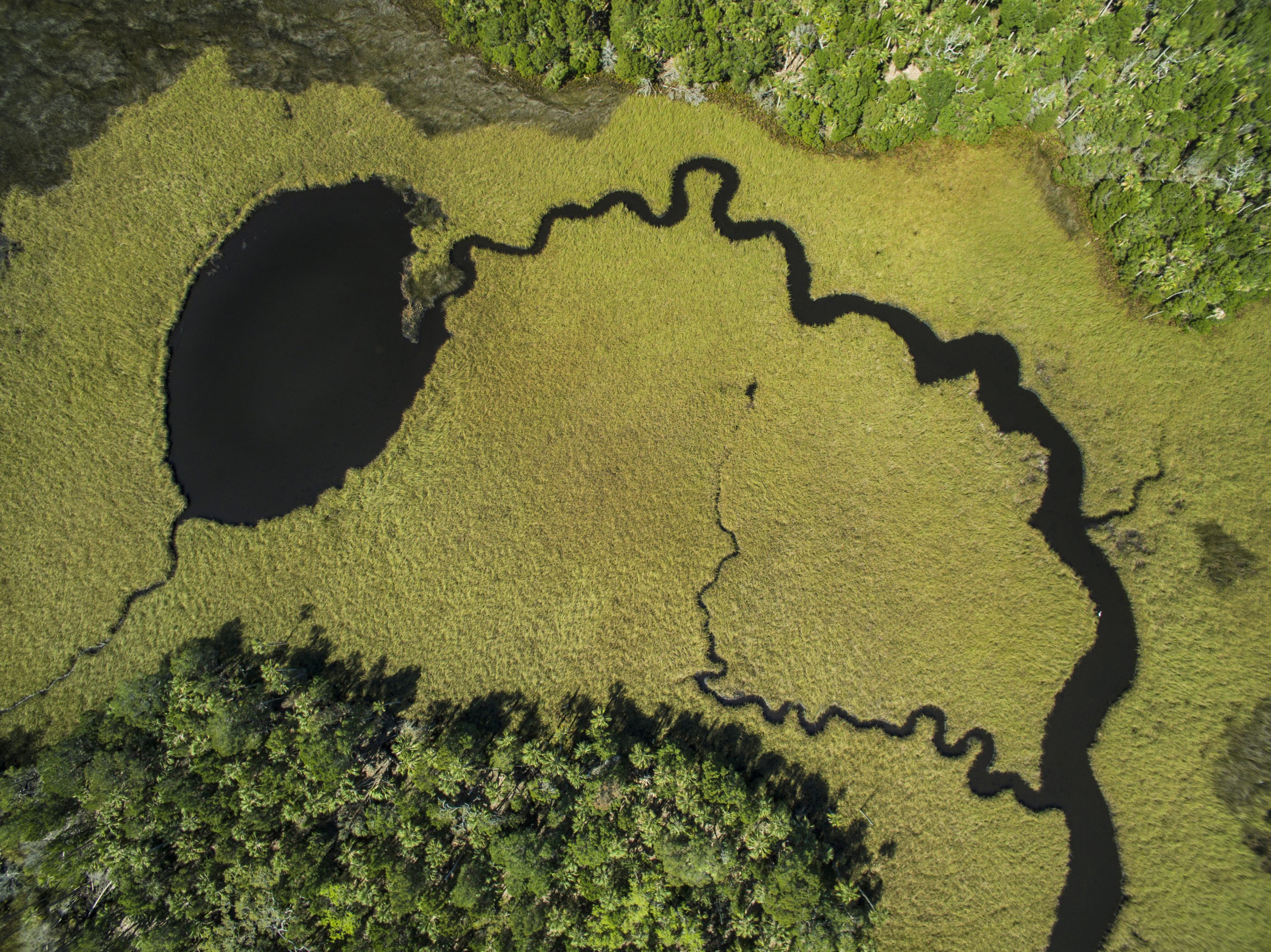 Most conservation and emissions-reduction projects funded by the carbon market in the Amazon and Africa were found to be working.