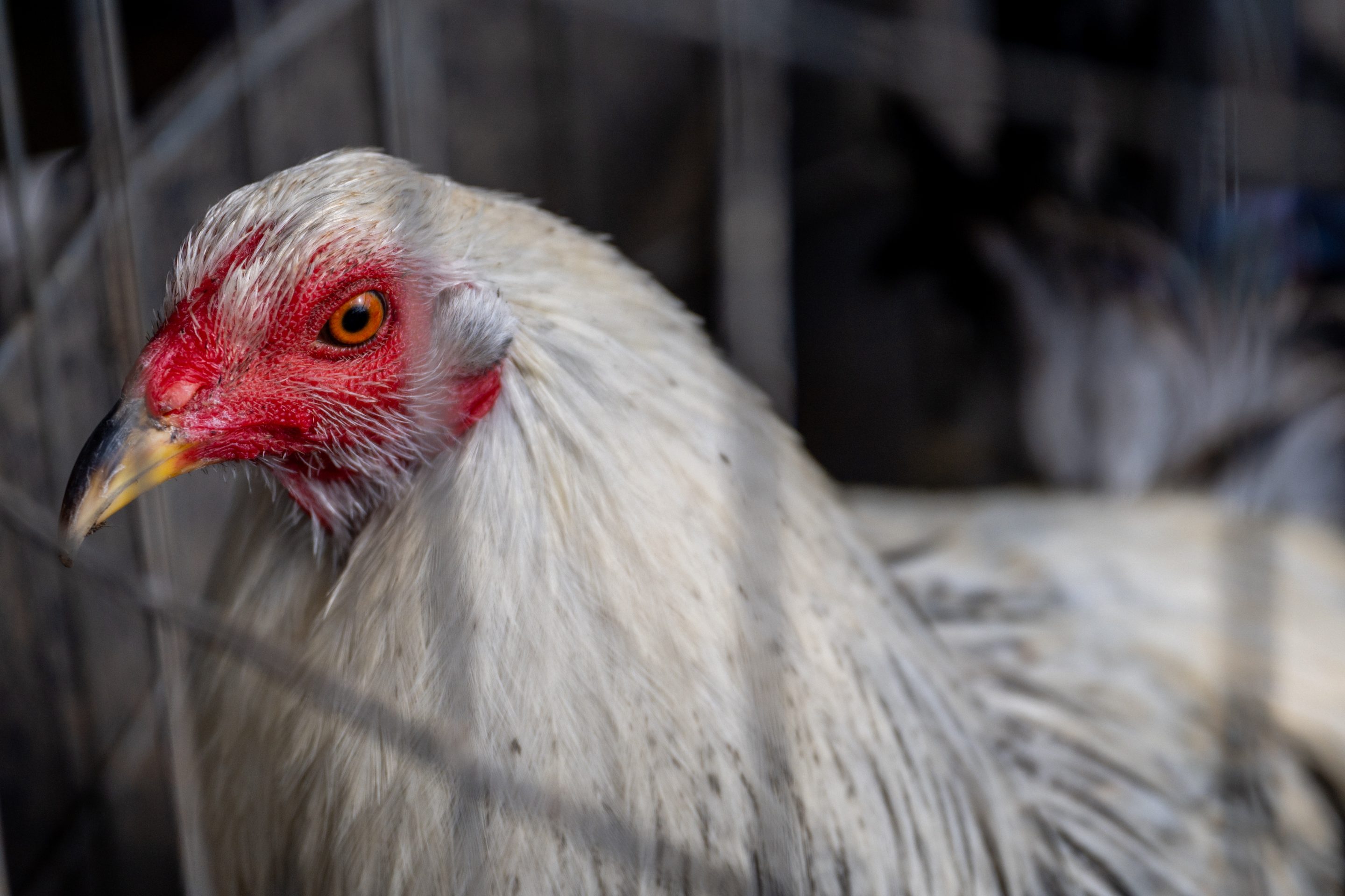 Farmworkers are considered to be on the front lines of risk because of their proximity to both chickens and dairy cattle, two species in which H5N1 has already been found in alarming numbers in the U.S.