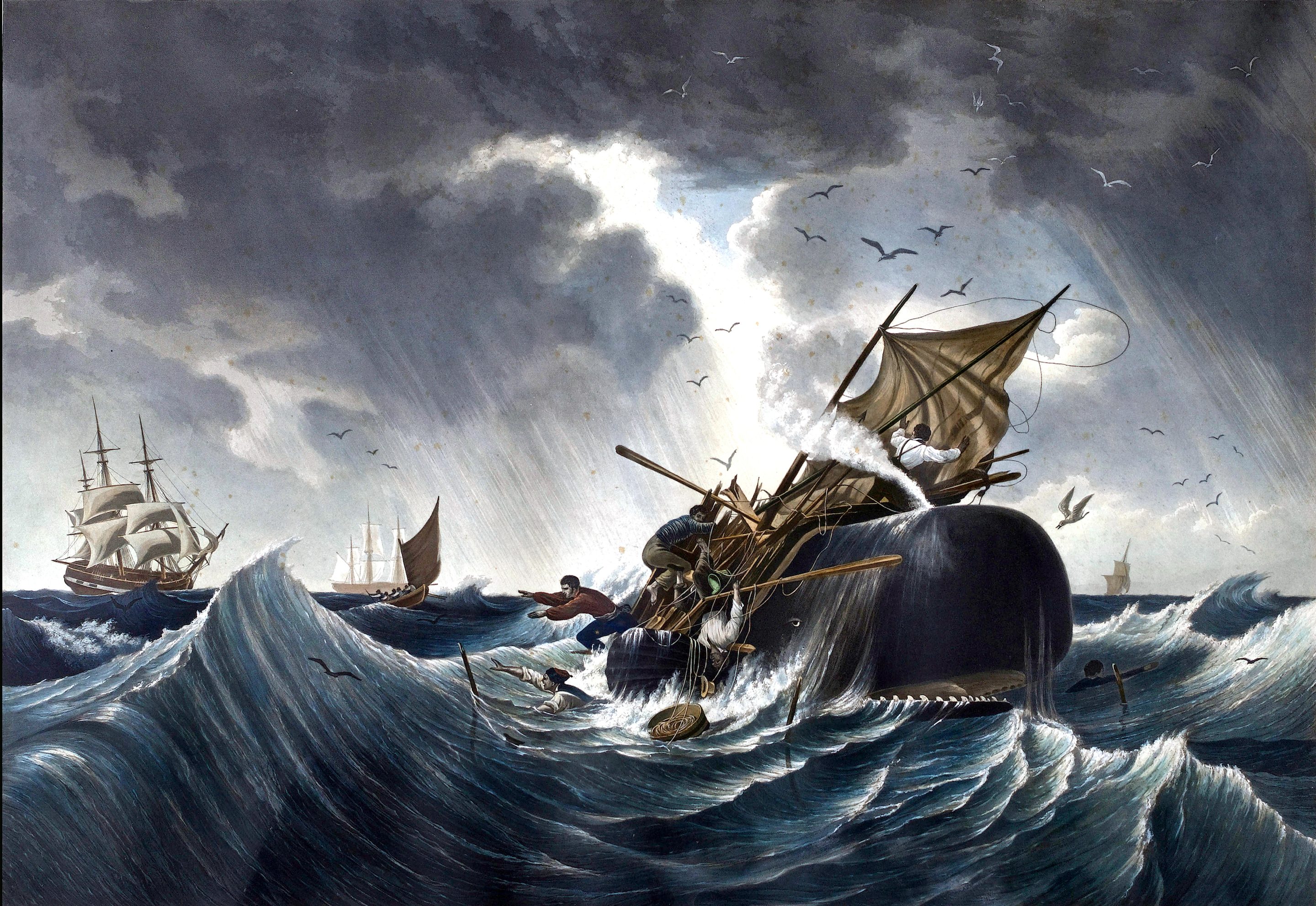 A print of a whale attacking a whaling ship, circa 1875. 