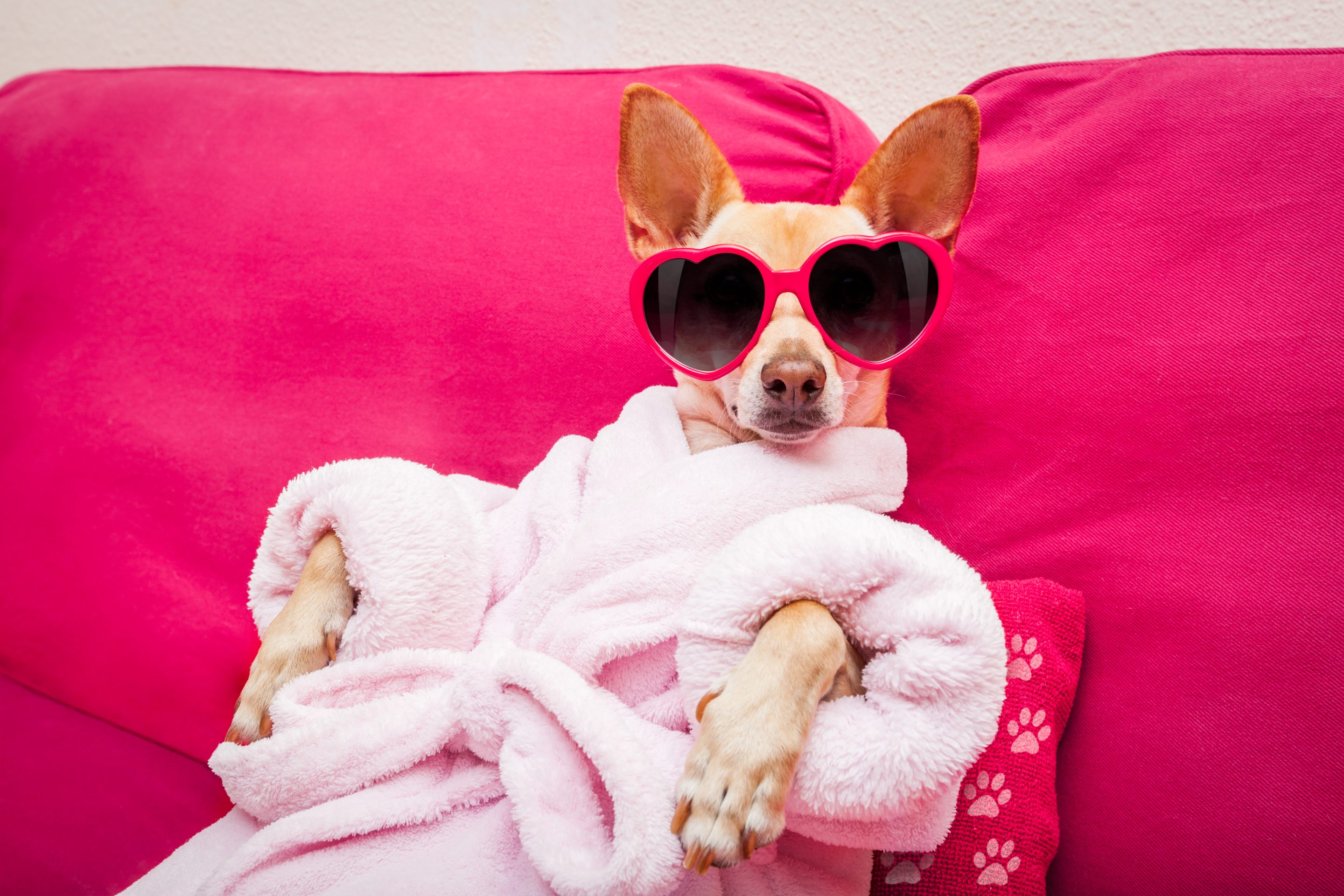 Dolce & Gabbana is introducing a fragrance for dogs.