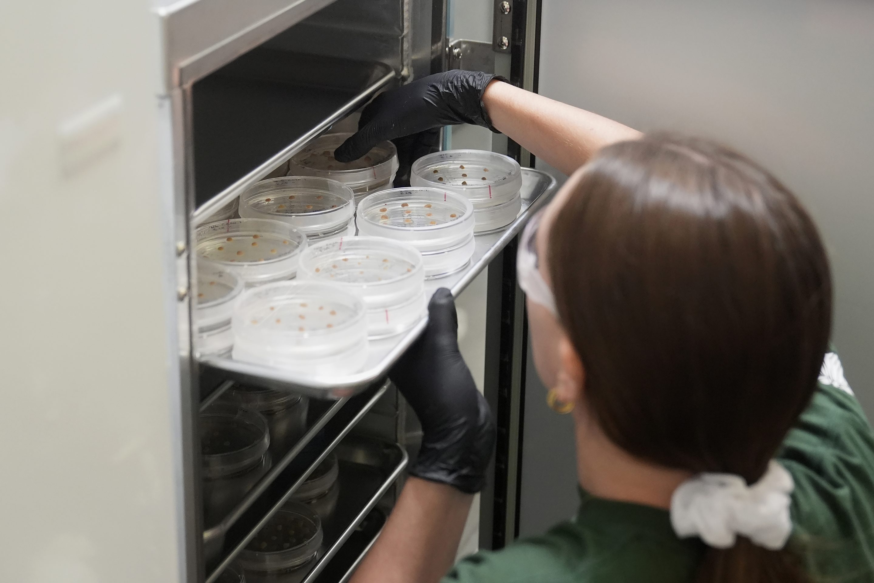 California Cultured lab technician Aubrey McKeand works on cell cultures in the company's lab in West Sacramento, Calif., Wednesday, Aug. 28, 2024.
