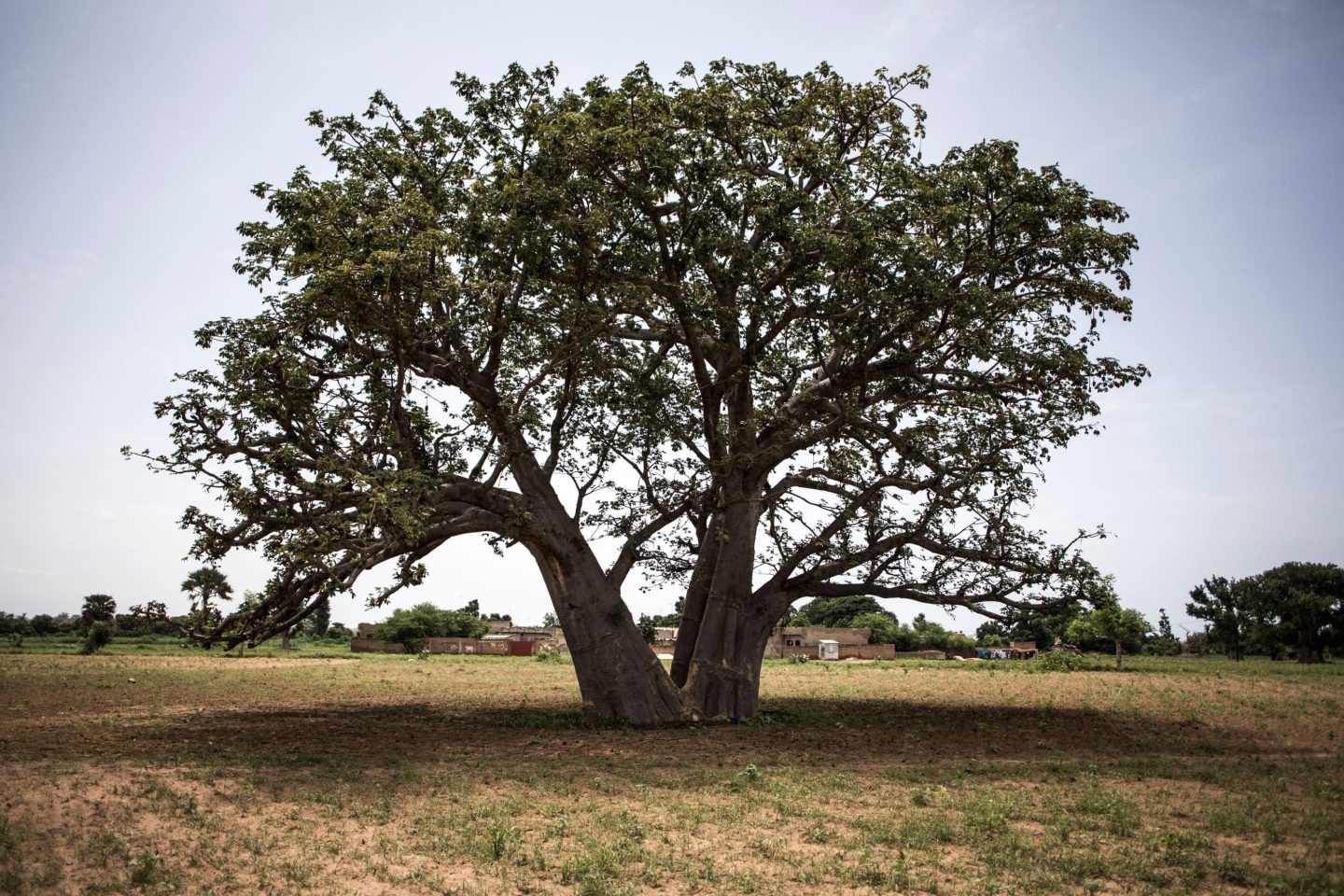 A baobab tree in Africa, known as the "tree of life'