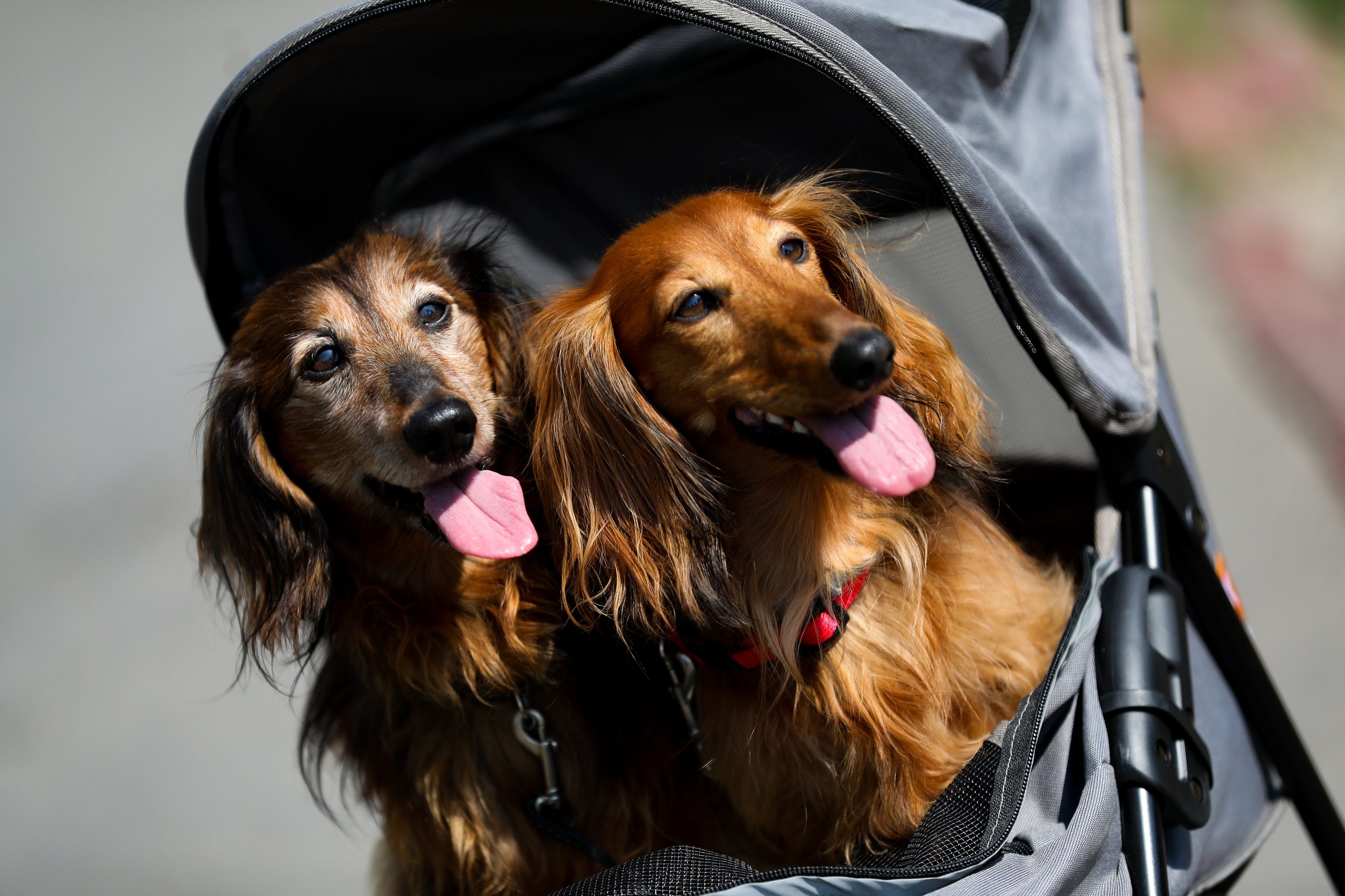 Mars plans to spend $1 billion over the next three years to enhance the tech used by its pet food division.