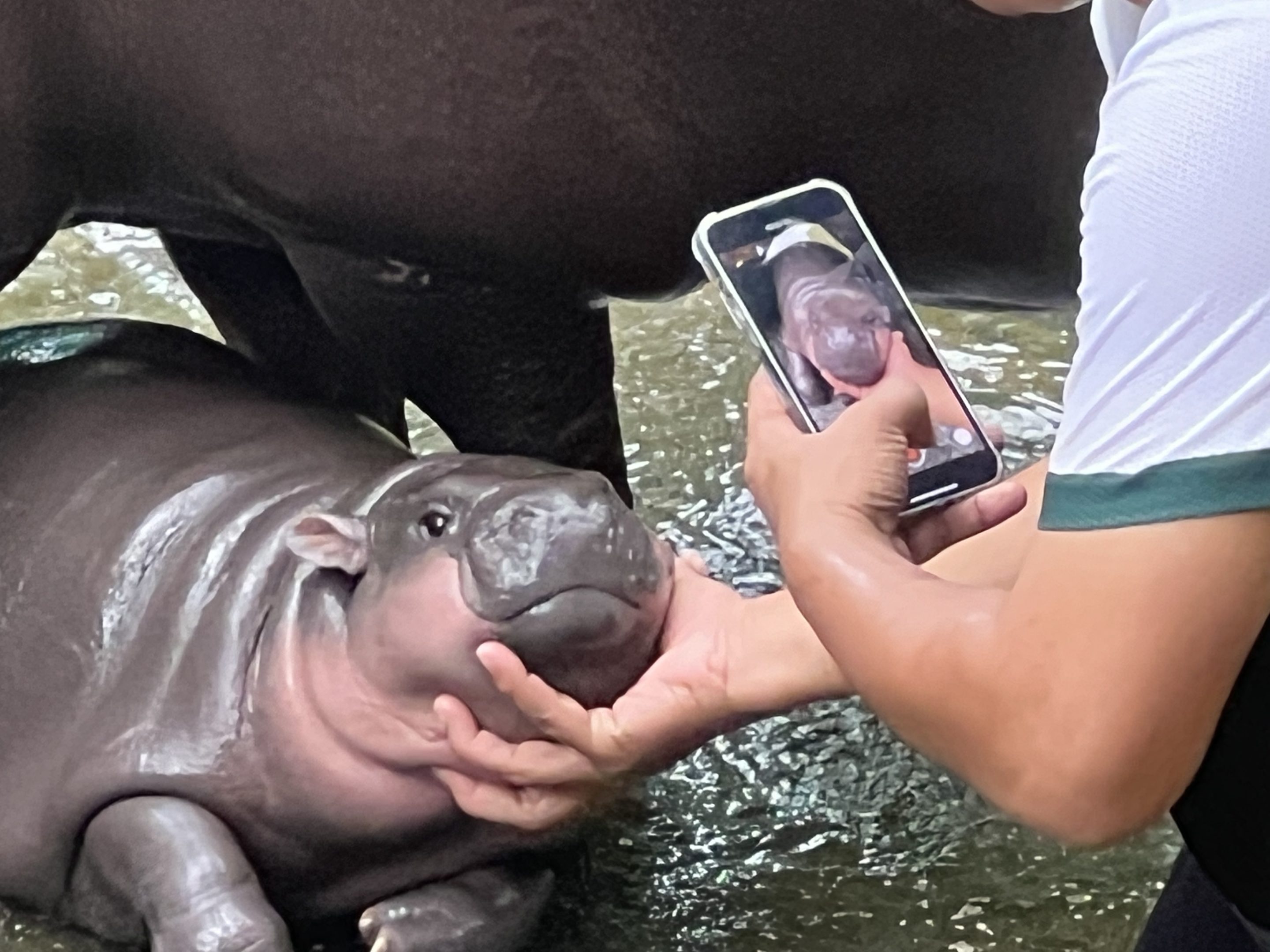 Dwarf hippo and internet sensation Moo Deng.